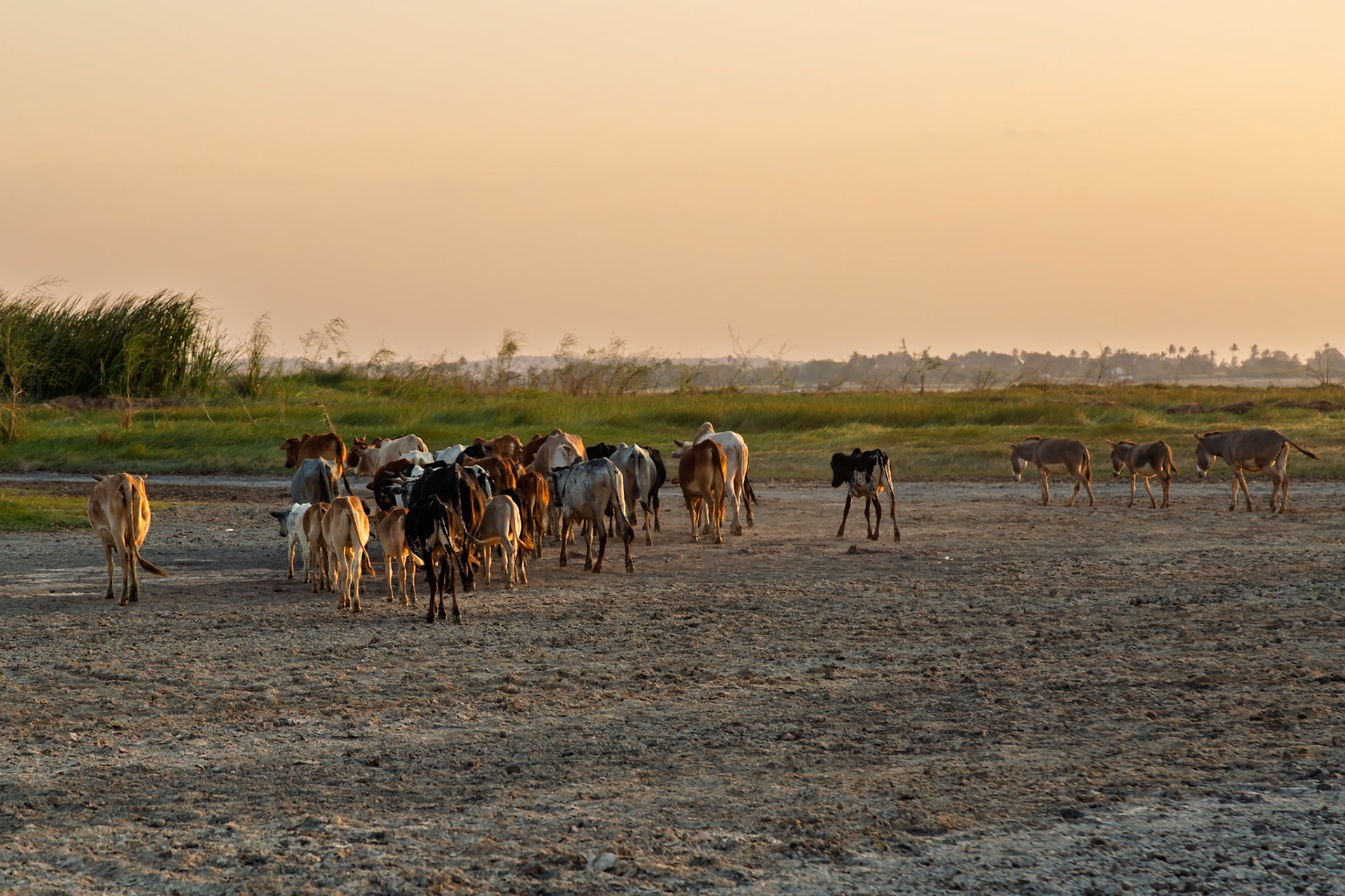 Lake Eyasi, Tanzania - September 27th 2025: Cattle and donkeys graze in the dry landscape at sunset.
