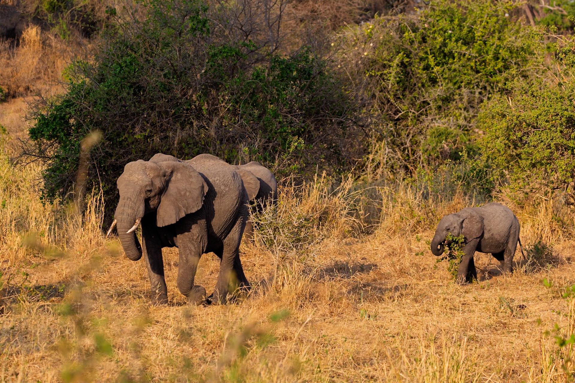 African elephants, a mother and calf, in Tarangire National Park, Tanzania. The calf eats leaves while the mother walks.