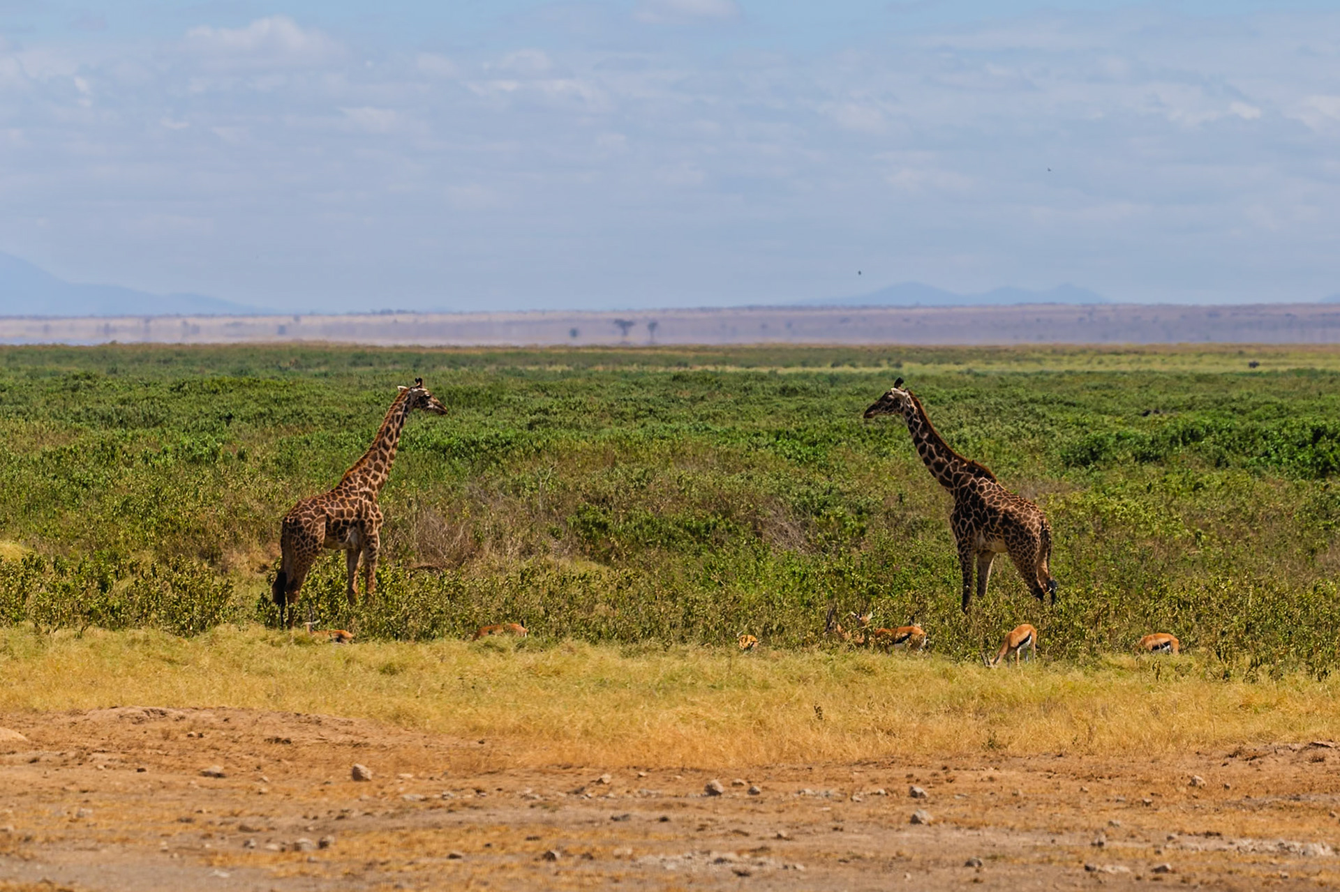 Two giraffes graze in Amboseli National Park, Kenya, while Thomson's gazelles eat in the grass nearby.