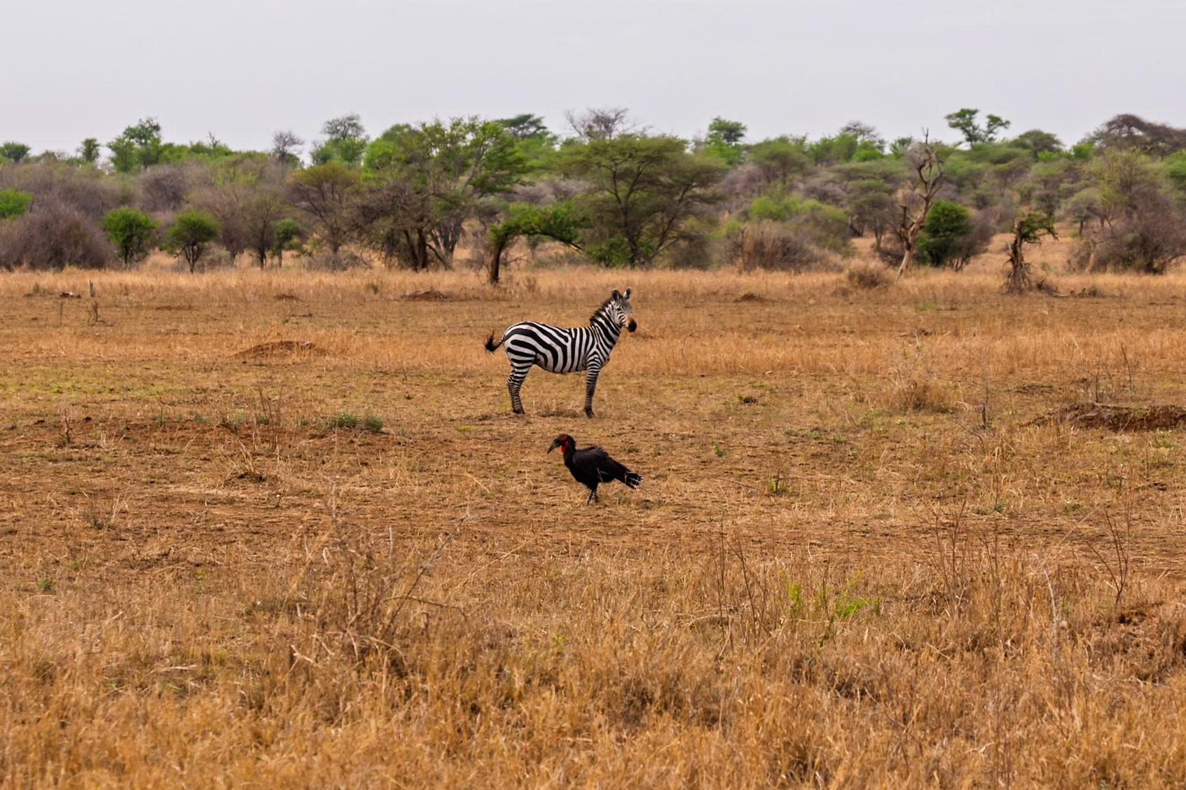 A zebra stands alert in Serengeti National Park, Tanzania, while a ground hornbill forages nearby.