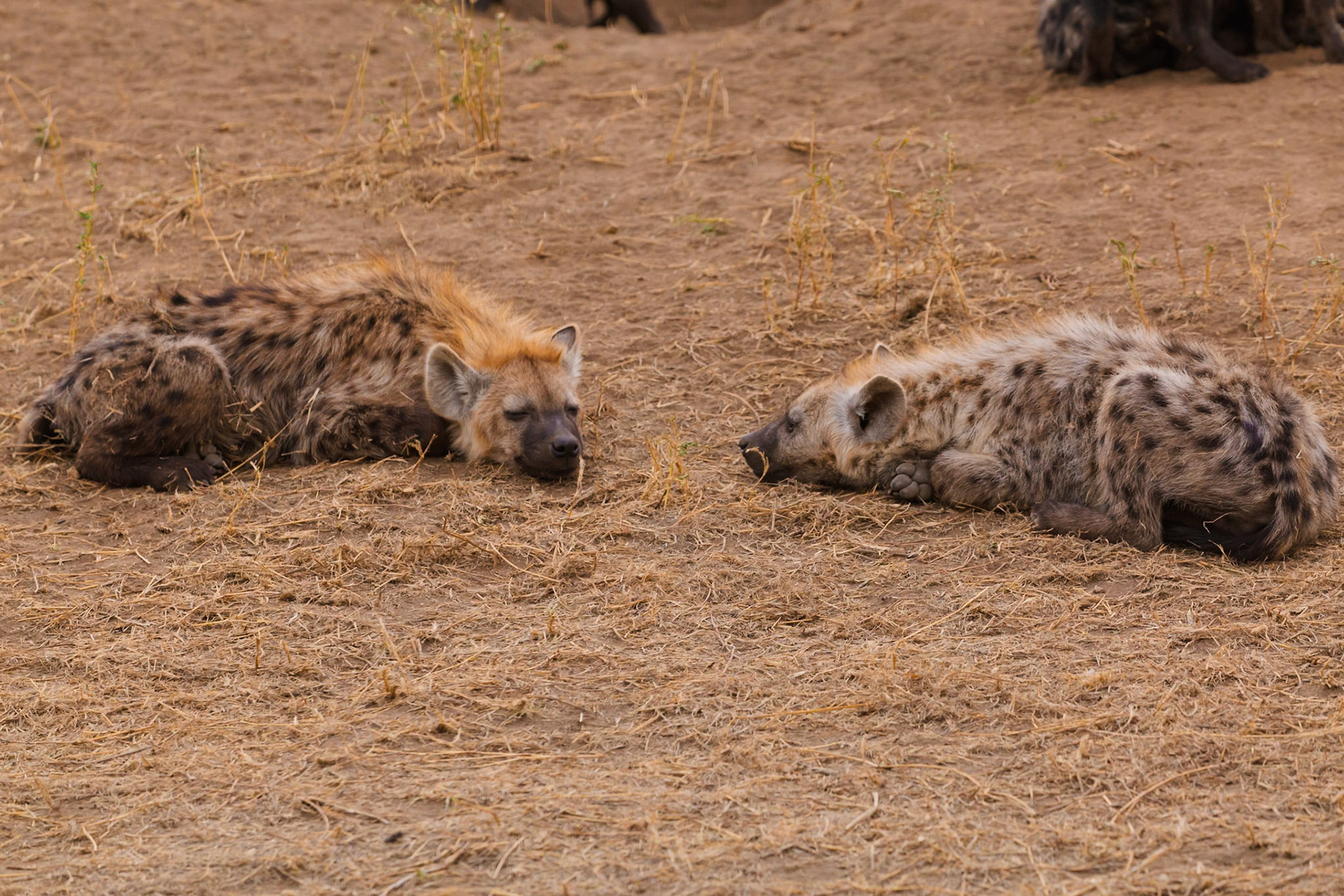 Two spotted hyenas rest in Serengeti National Park, Tanzania. They are likely conserving energy during the heat of the day.
