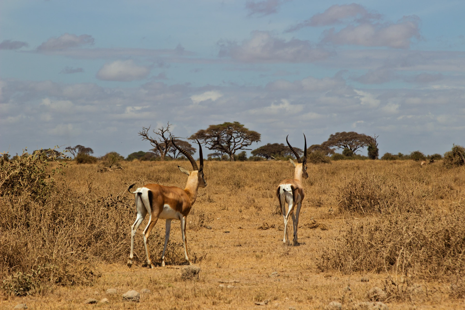 Two Grant's gazelles stand in the dry savanna of Kenya's Amboseli National Park, looking alert and ready to flee.