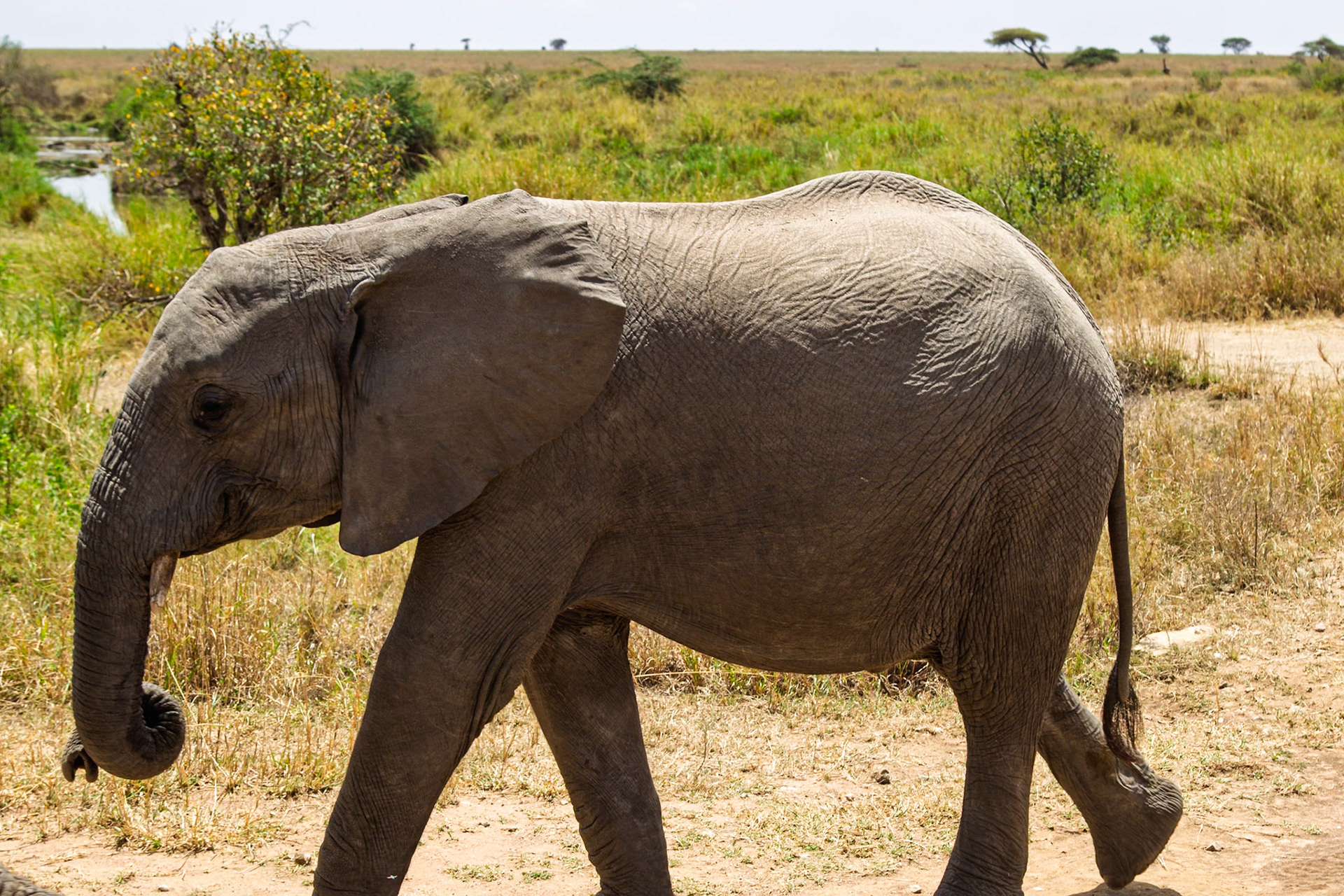 An elephant walks through the Serengeti National Park in Tanzania, searching for food and water.