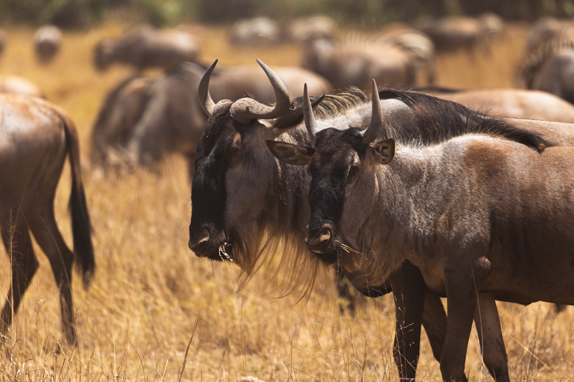 A herd of Wildebeest graze in Amboseli National Park, Kenya. They are eating the dry grass.