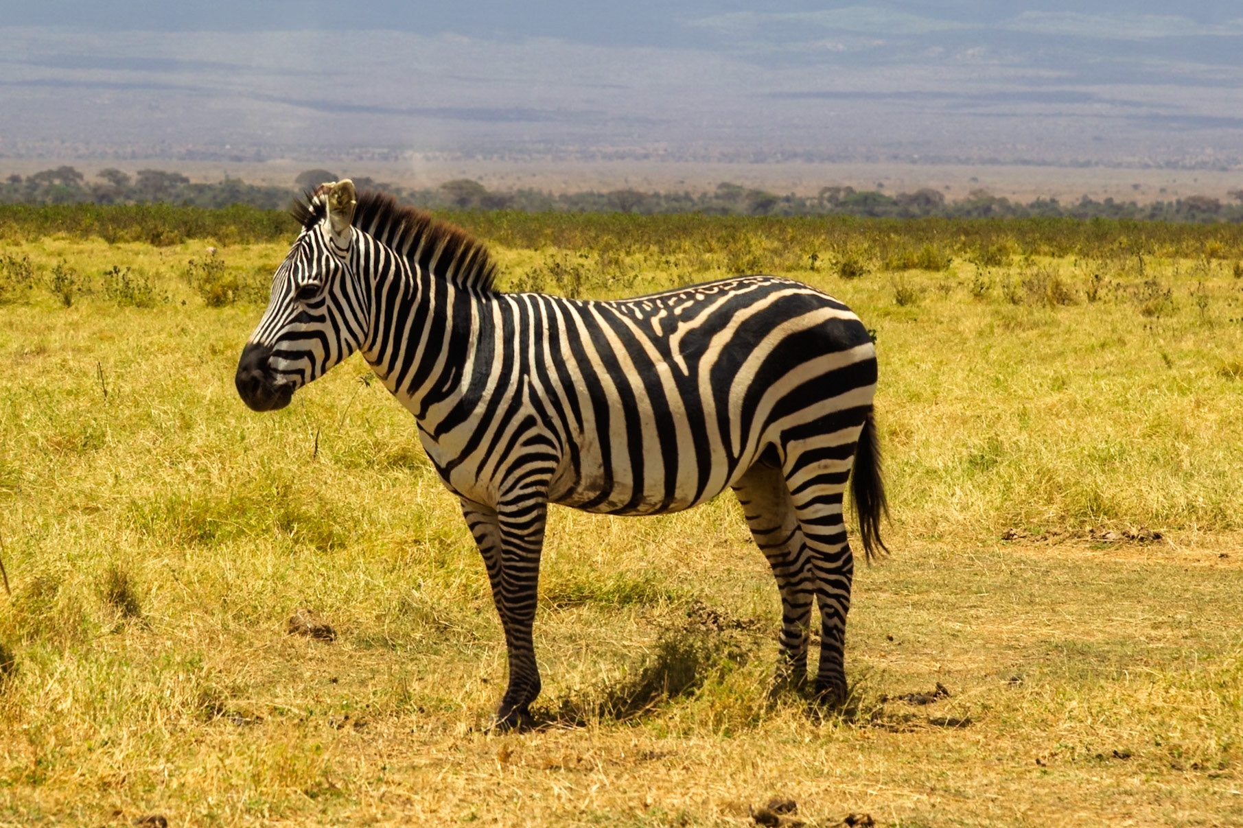 A zebra stands in the golden grasses of Kenya's Amboseli National Park, grazing and enjoying the African sun.