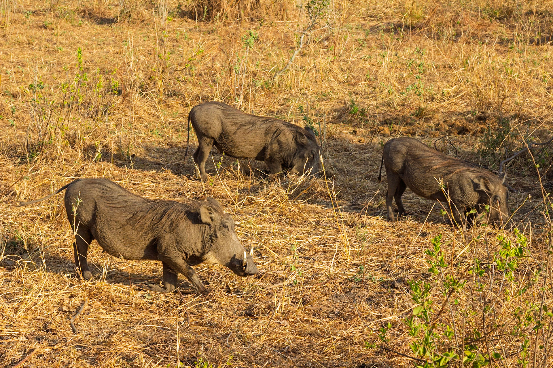 A trio of warthogs forage for food in the dry grasses of Tarangire National Park, Tanzania.