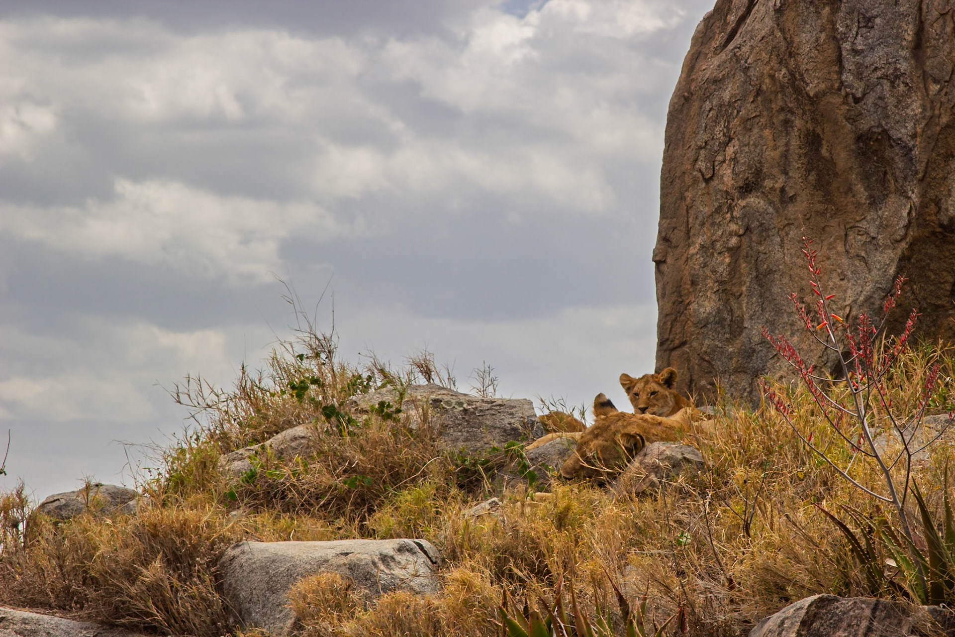 Lion cubs rest on rocks in Serengeti National Park, Tanzania. They are resting in the shade of a large rock.