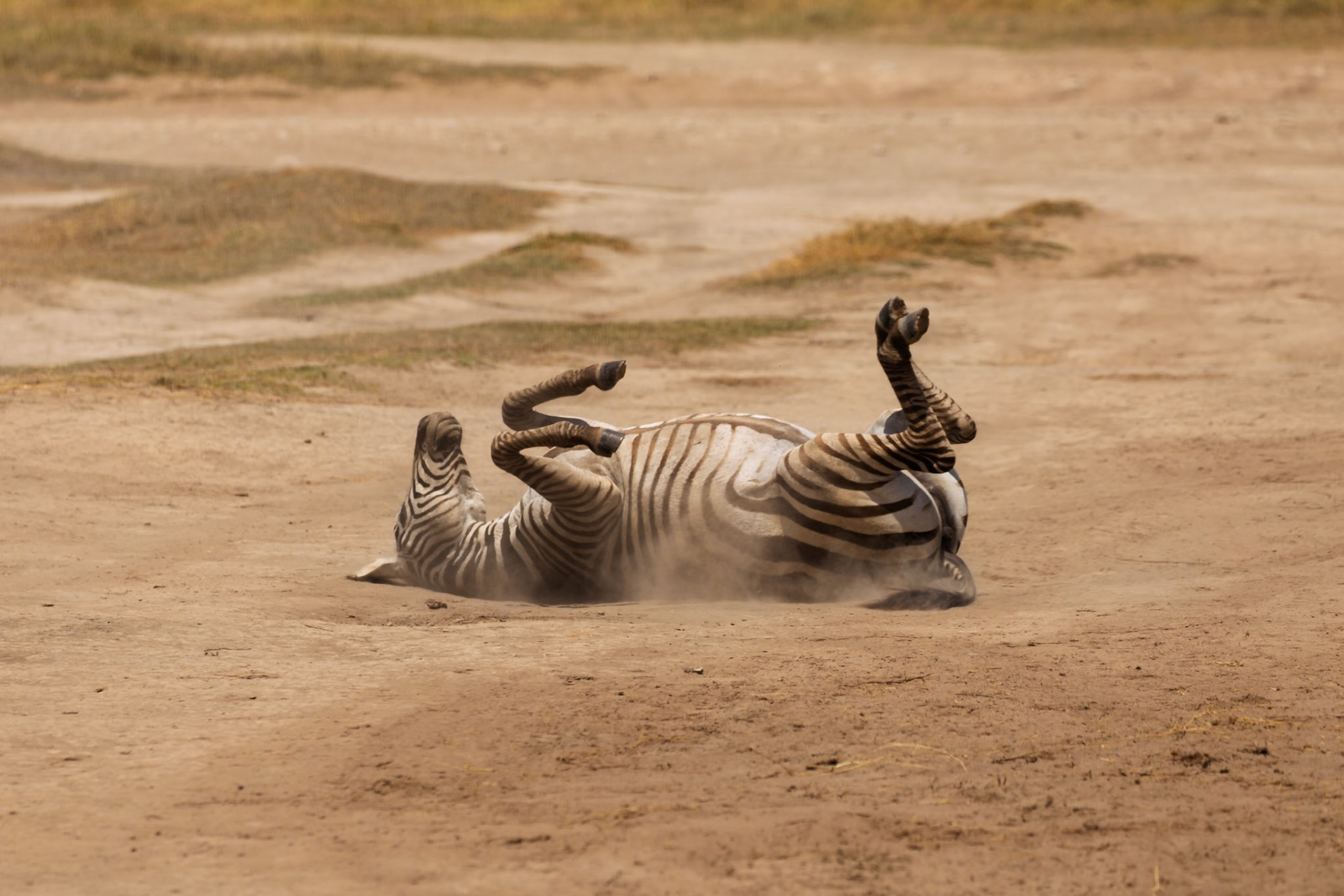 A zebra enjoys a dust bath in Amboseli National Park, Kenya, possibly to remove parasites or cool down.
