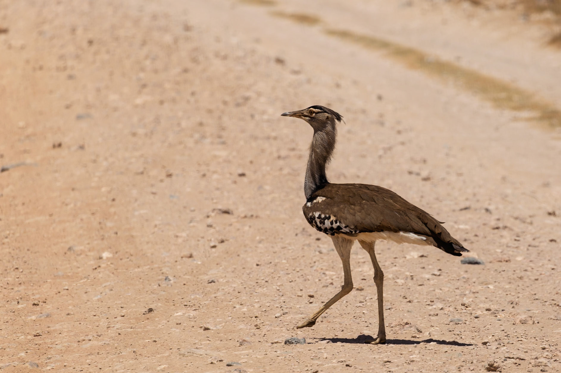 A Kori Bustard struts across a dirt road in Kenya's Amboseli National Park, showcasing its impressive size and unique plumage.