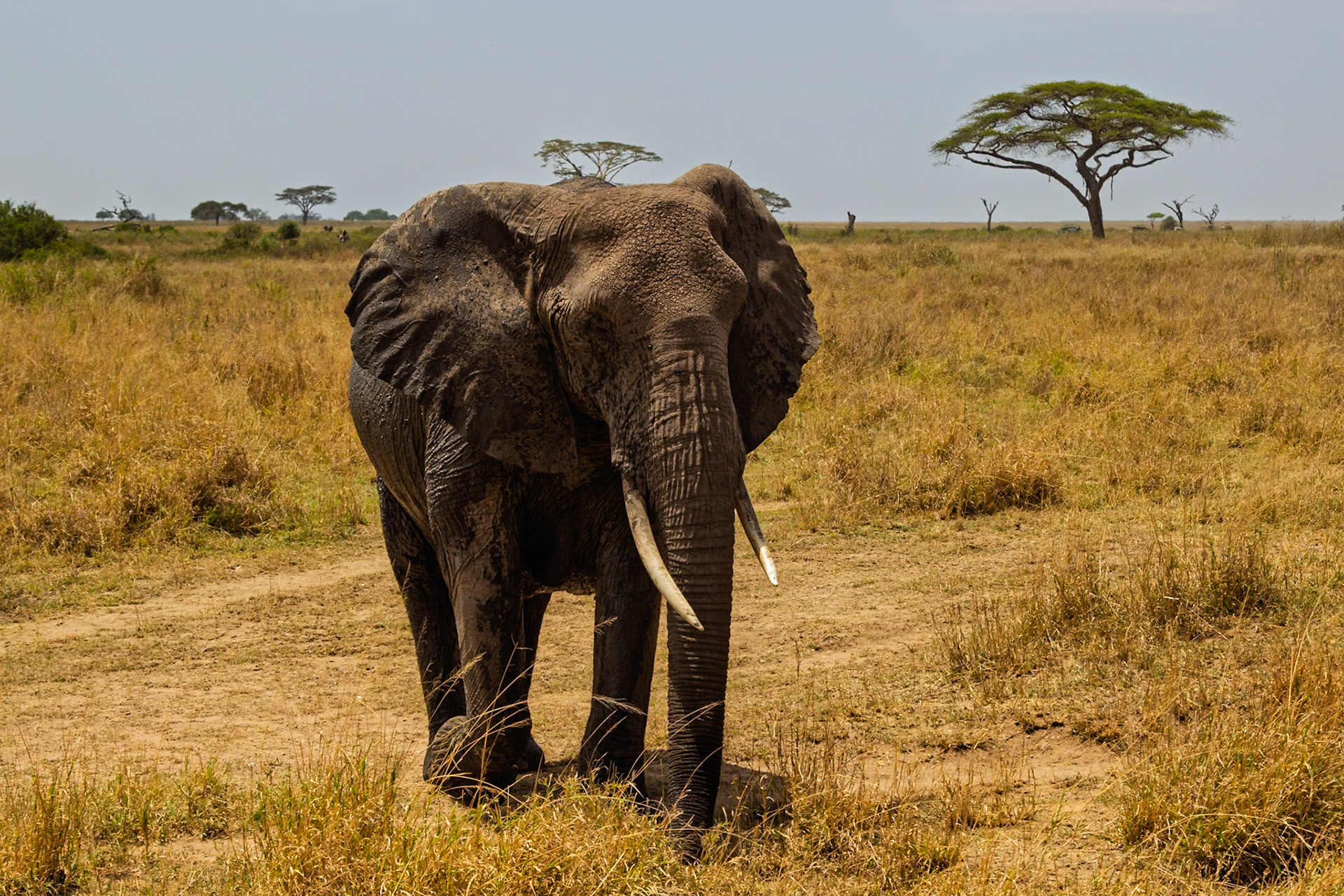 An elephant stands in Serengeti National Park, Tanzania. It may have just taken a mud bath to cool off and protect itself from the sun.