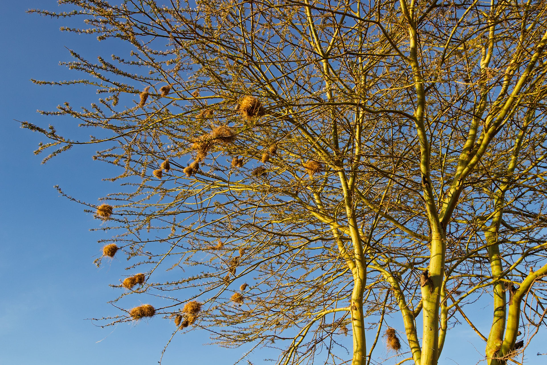 Birds nest in a tree in a Maasai village in Kenya. The nests are built for protection from predators and the elements.