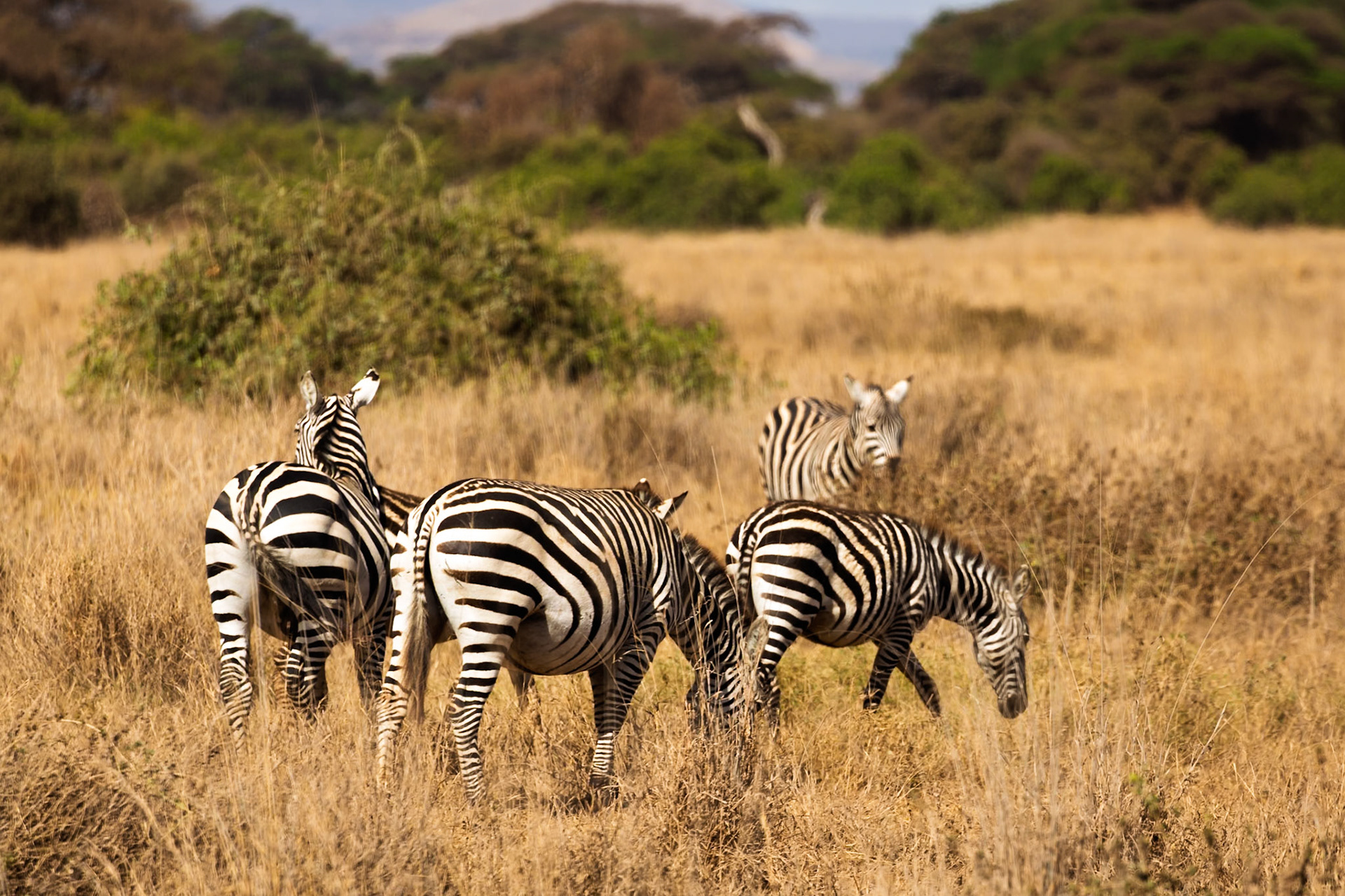 A dazzle of zebras graze in Amboseli National Park, Kenya, seeking sustenance in the golden savanna.