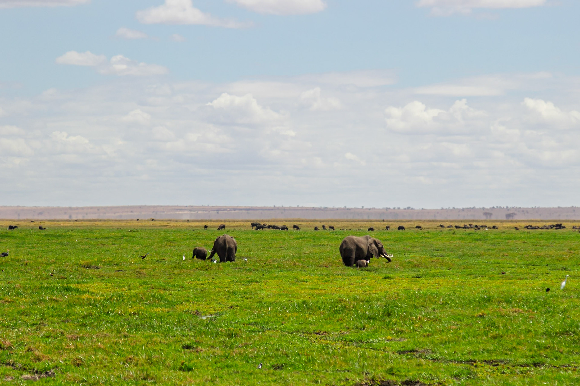 Elephants graze in Amboseli National Park, Kenya, with a baby elephant staying close to its mother for protection.