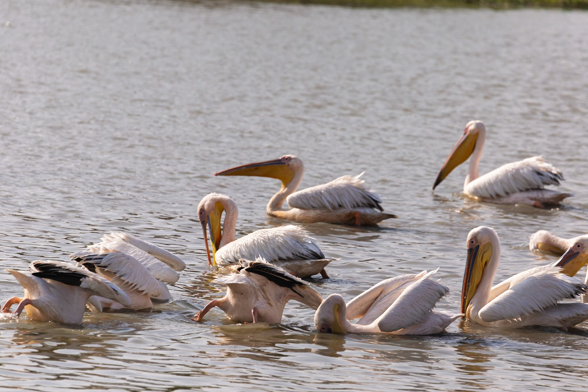 A group of Great White Pelicans actively feeding by dipping their heads in the water at Tarangire National Park, Tanzania.