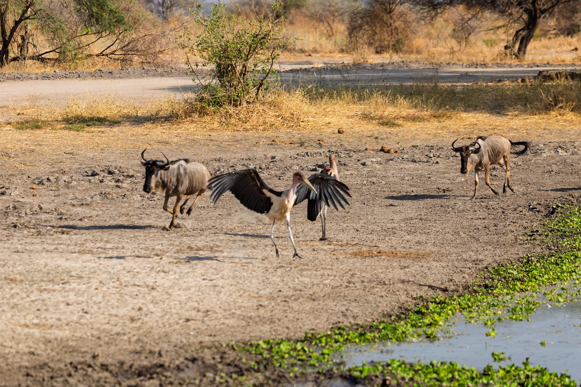 A Marabou Stork startles a group of Wildebeest in Tarangire National Park, Tanzania. The stork is taking flight, wings spread wide.