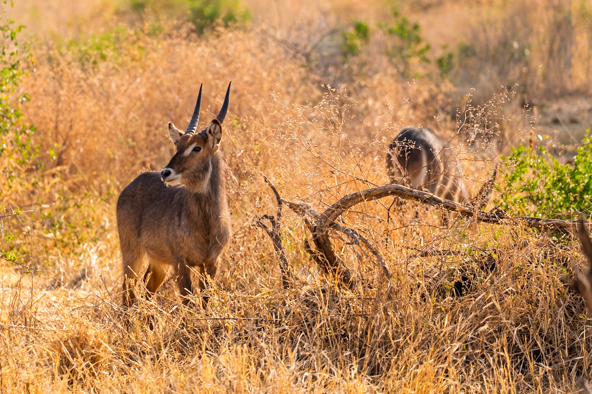 A male waterbuck stands alert in Tarangire National Park, Tanzania, while another grazes in the background.
