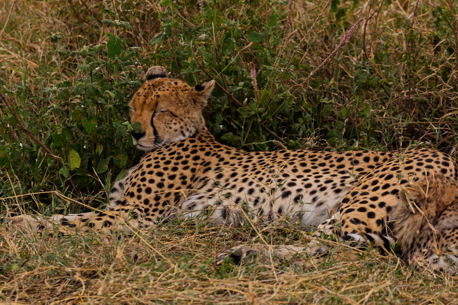 A cheetah rests in the grass in Serengeti National Park, Tanzania. It's likely conserving energy for hunting.