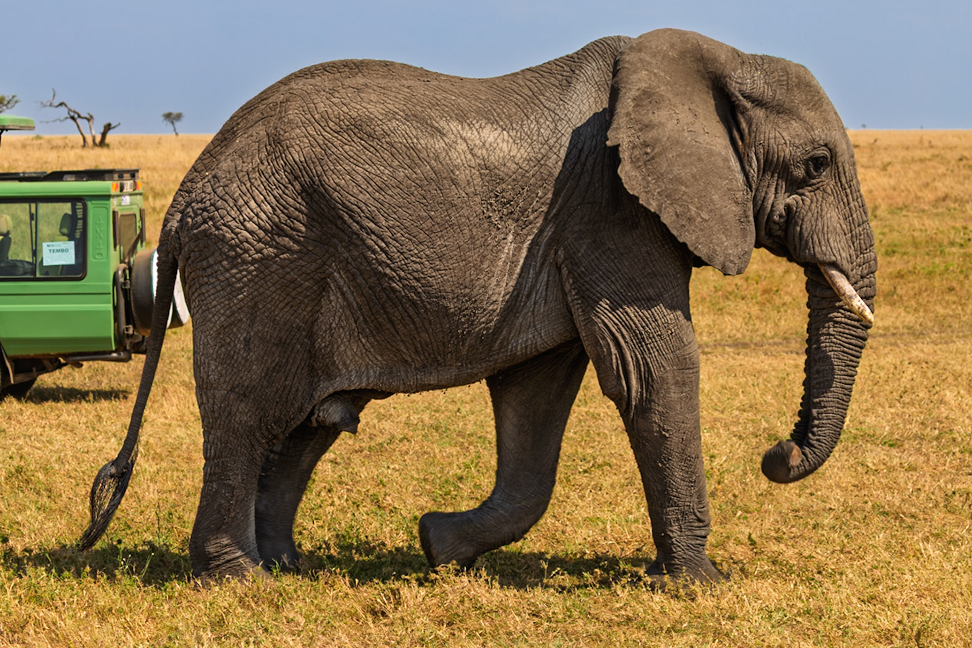 An elephant walks in Serengeti National Park, Tanzania, near a safari vehicle. It's likely searching for food or water.