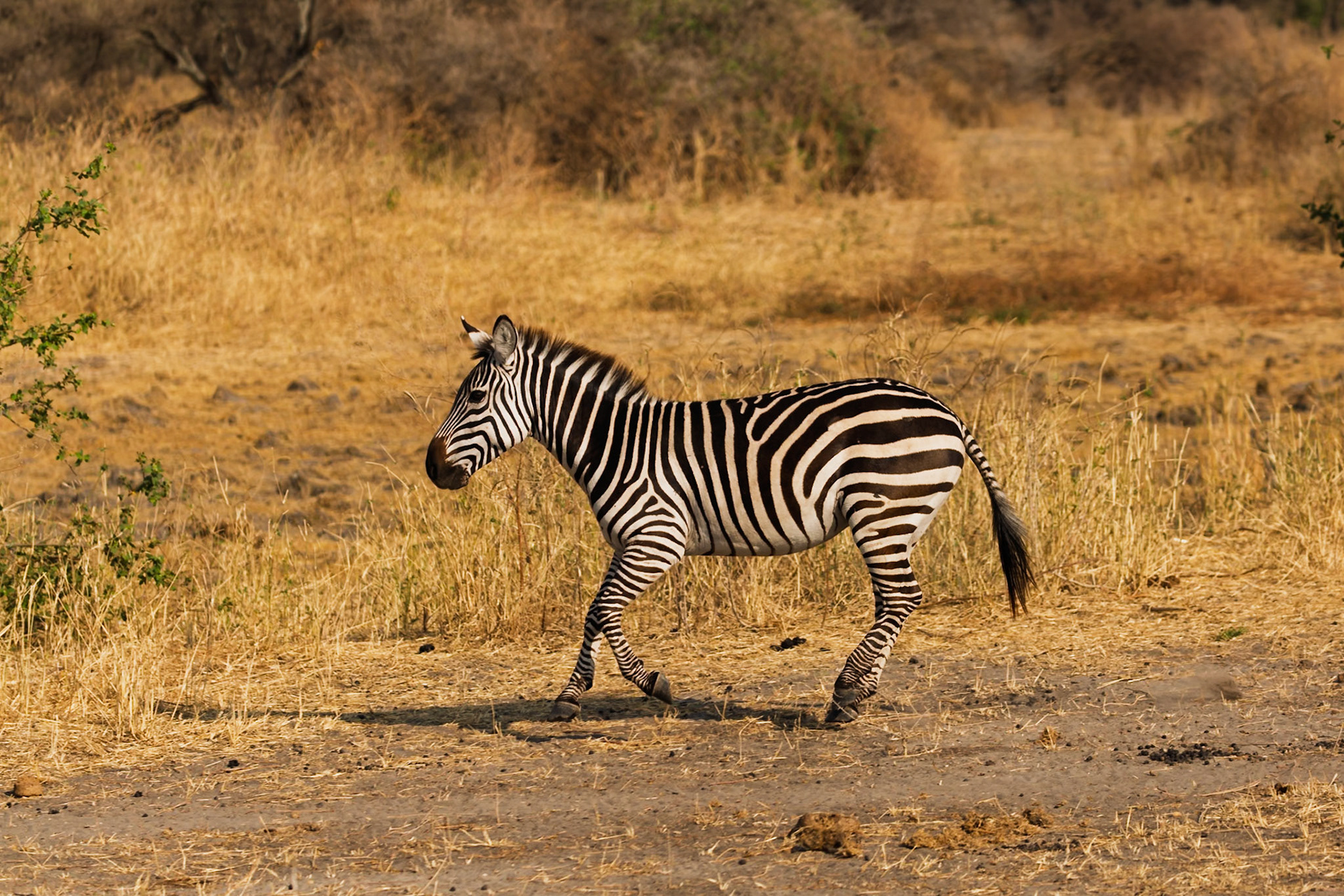 A zebra walks across the dry plains of Tarangire National Park, Tanzania, likely searching for food or water.