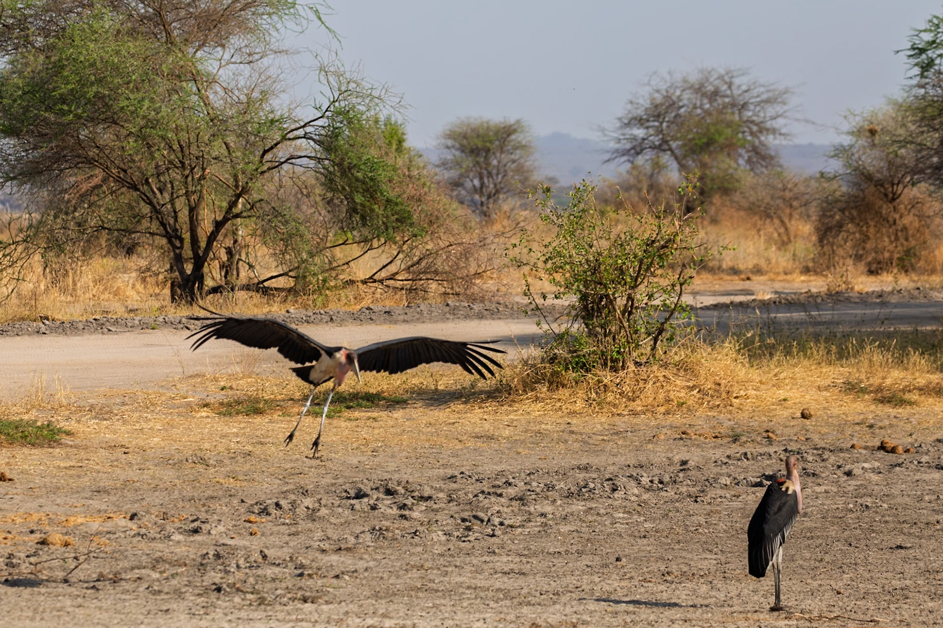 A Marabou Stork lands near another in Tanzania's Tarangire National Park. These birds are scavengers, often found near carcasses.