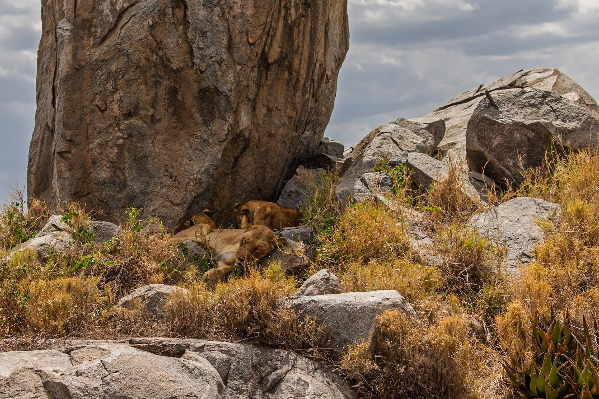 A lioness and her cubs rest among the rocks and brush in Serengeti National Park, Tanzania, seeking shade from the sun.