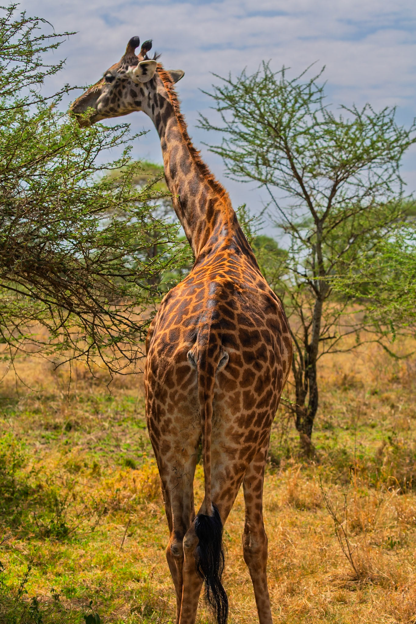 A giraffe is eating leaves from a tree in Serengeti National Park, Tanzania. The giraffe is getting nutrients from the leaves.