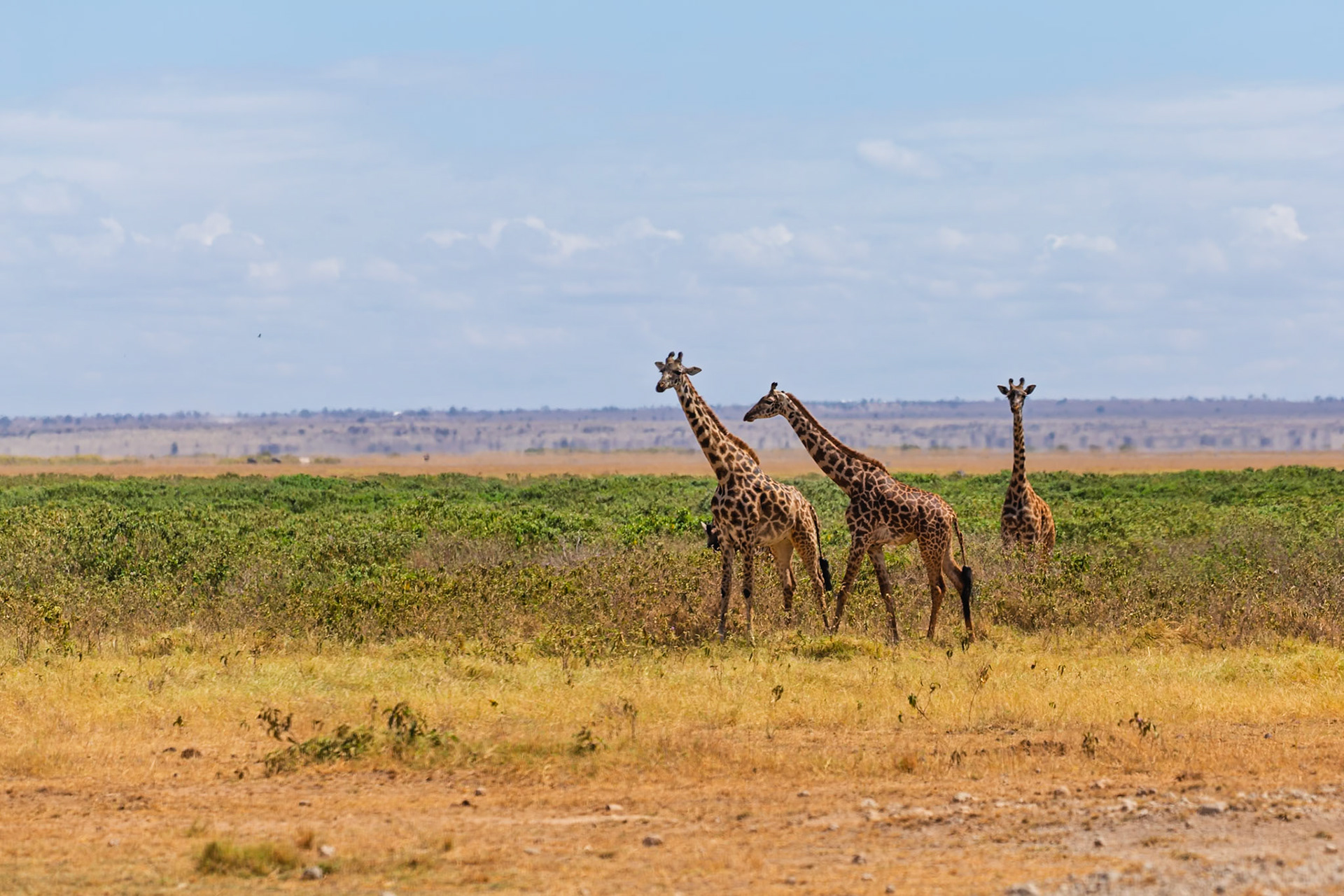 Three giraffes graze in Amboseli National Park, Kenya, enjoying the lush vegetation under a partly cloudy sky.