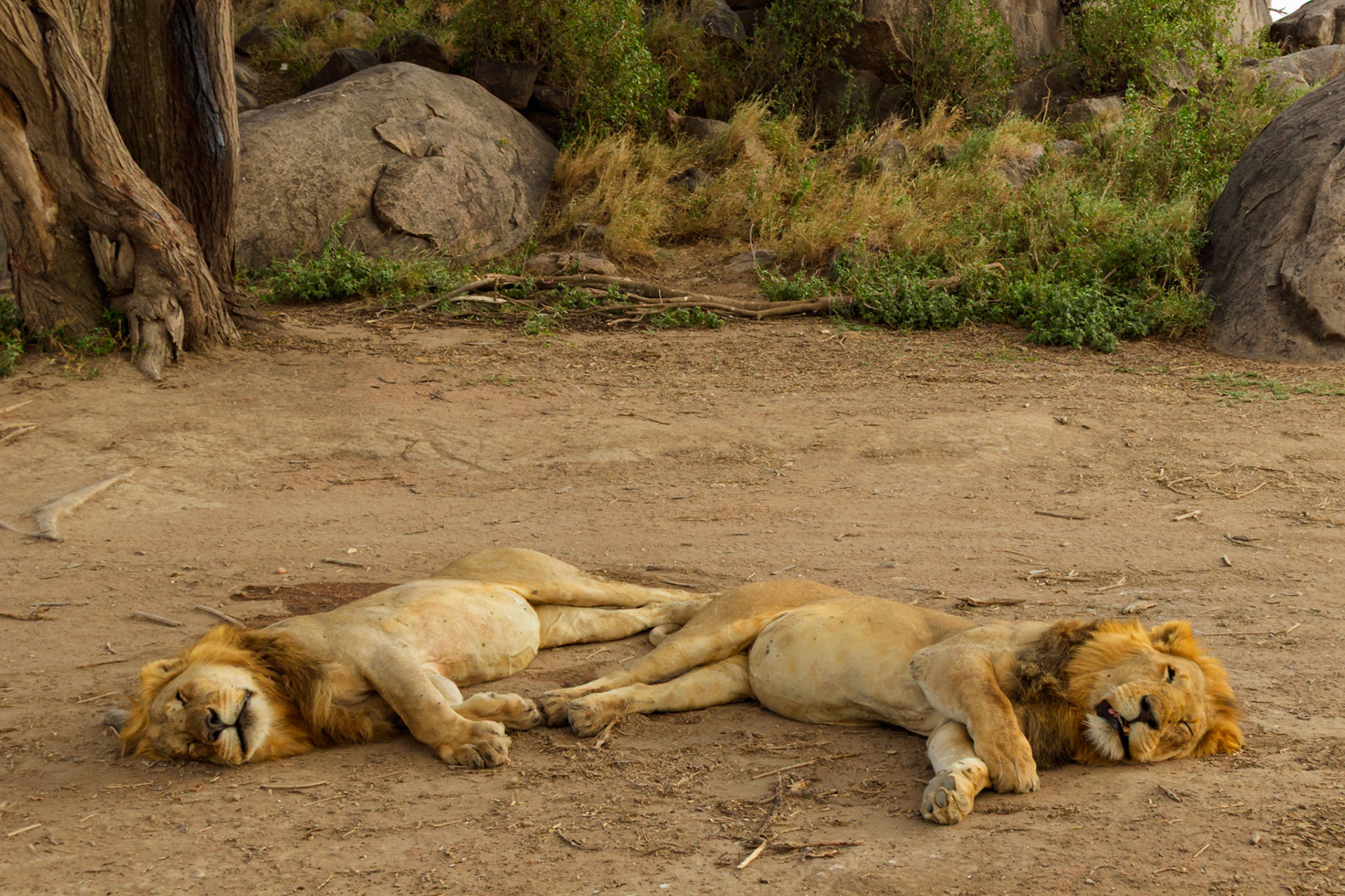 Two male lions rest in Serengeti National Park, Tanzania. They are likely conserving energy during the heat of the day.