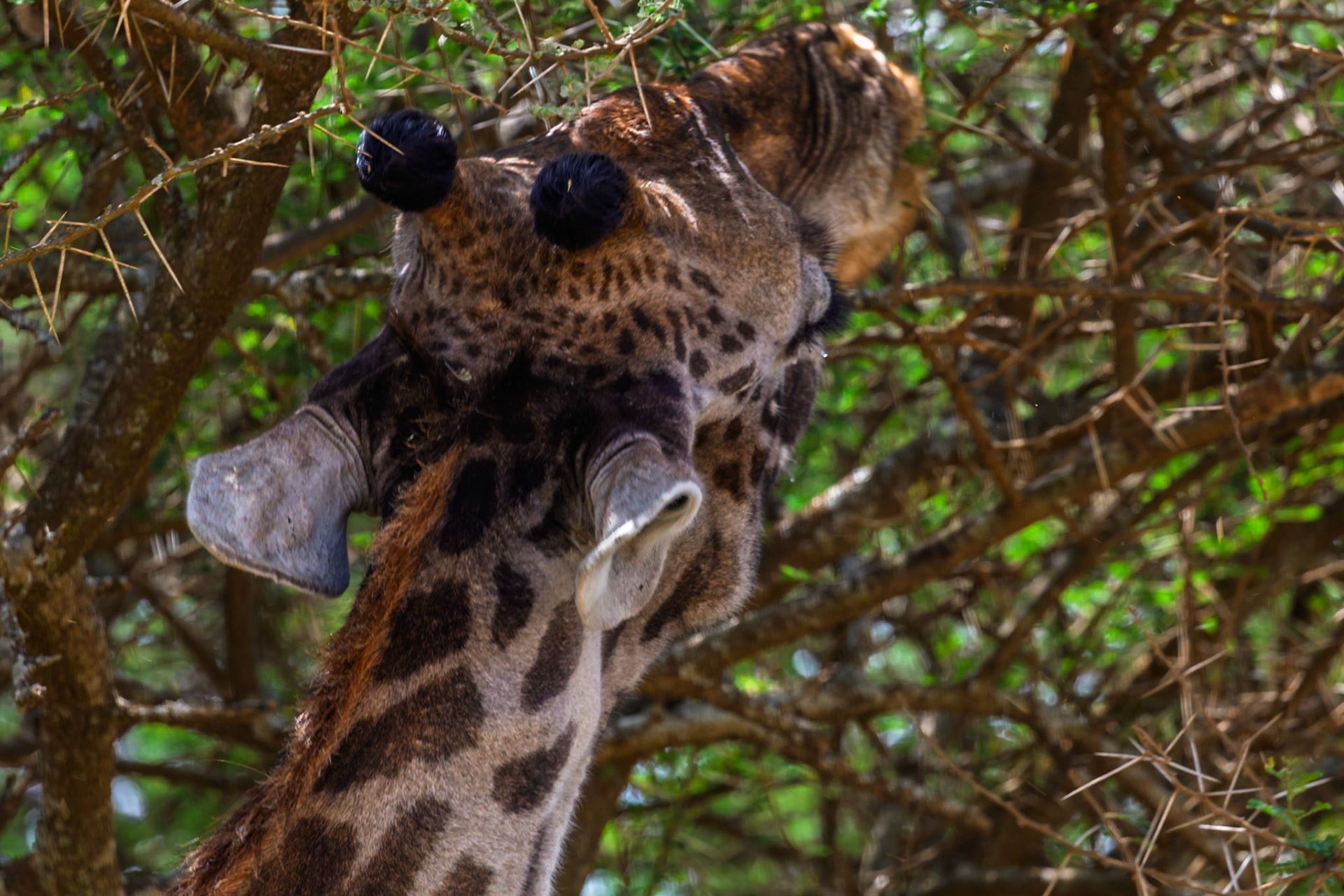 A giraffe browses on an acacia tree in Serengeti National Park, Tanzania. They eat leaves that other animals can't reach.