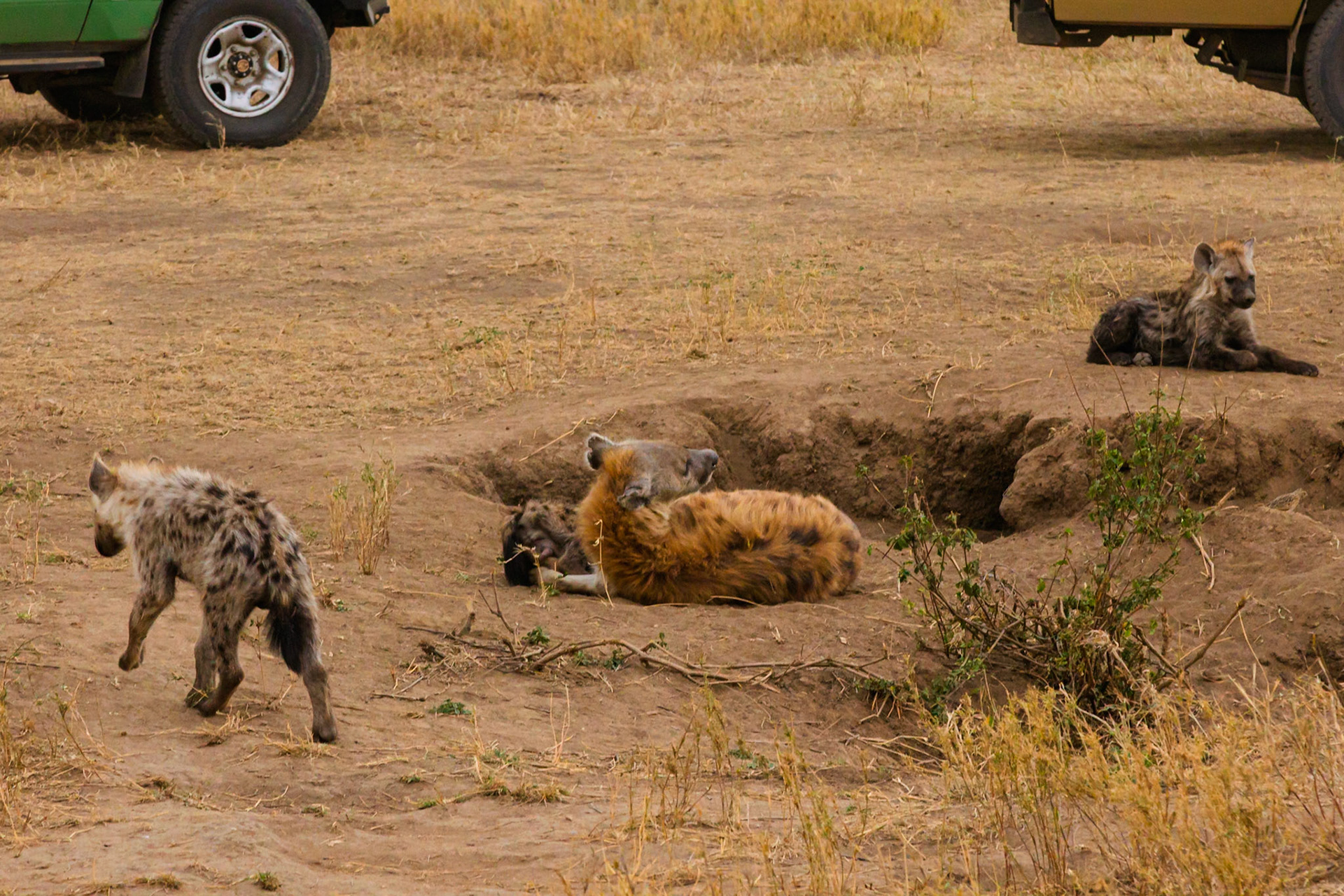 A clan of hyenas rest near their den in Serengeti National Park, Tanzania. Cubs play while adults keep watch.