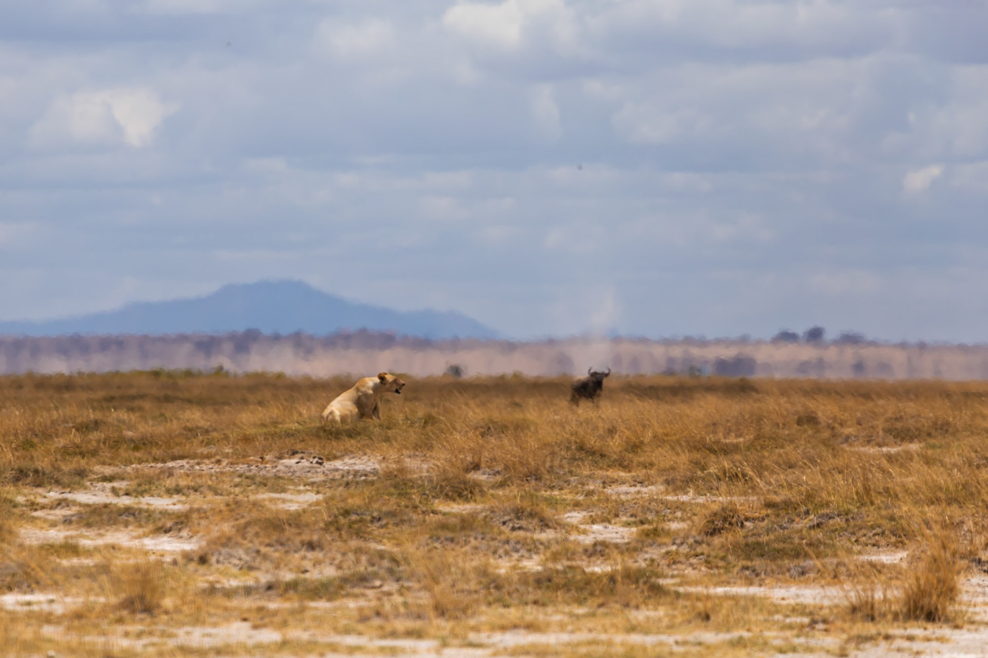 A lioness stalks a Cape buffalo in Amboseli National Park, Kenya. The lioness is hunting for food.