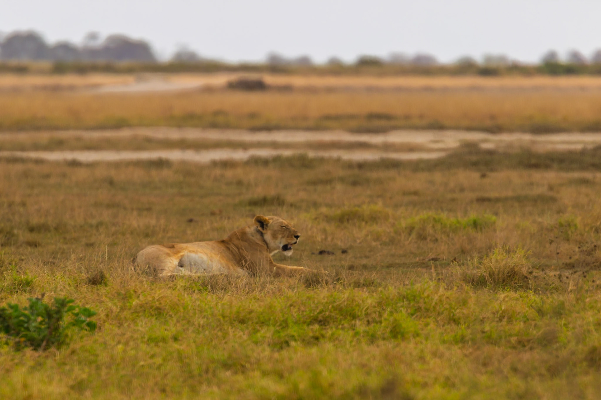 A lioness rests in the grass in Kenya's Amboseli National Park, likely conserving energy during the heat of the day.