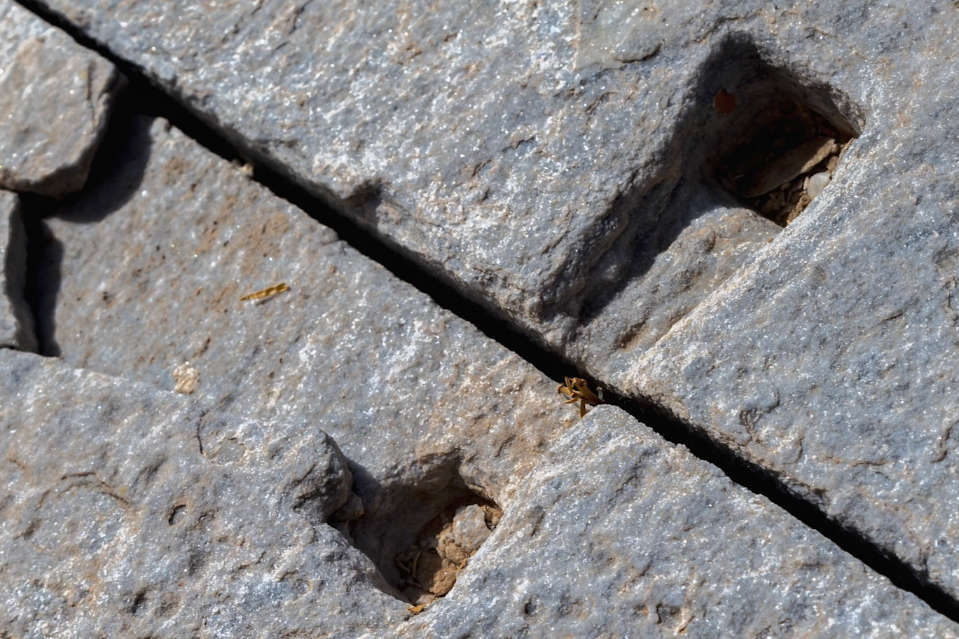 Delos, Greece - May 22nd 2018: A small yellow flower grows in the crack between two large stones, seeking sunlight and nutrients in the ancient ruins.