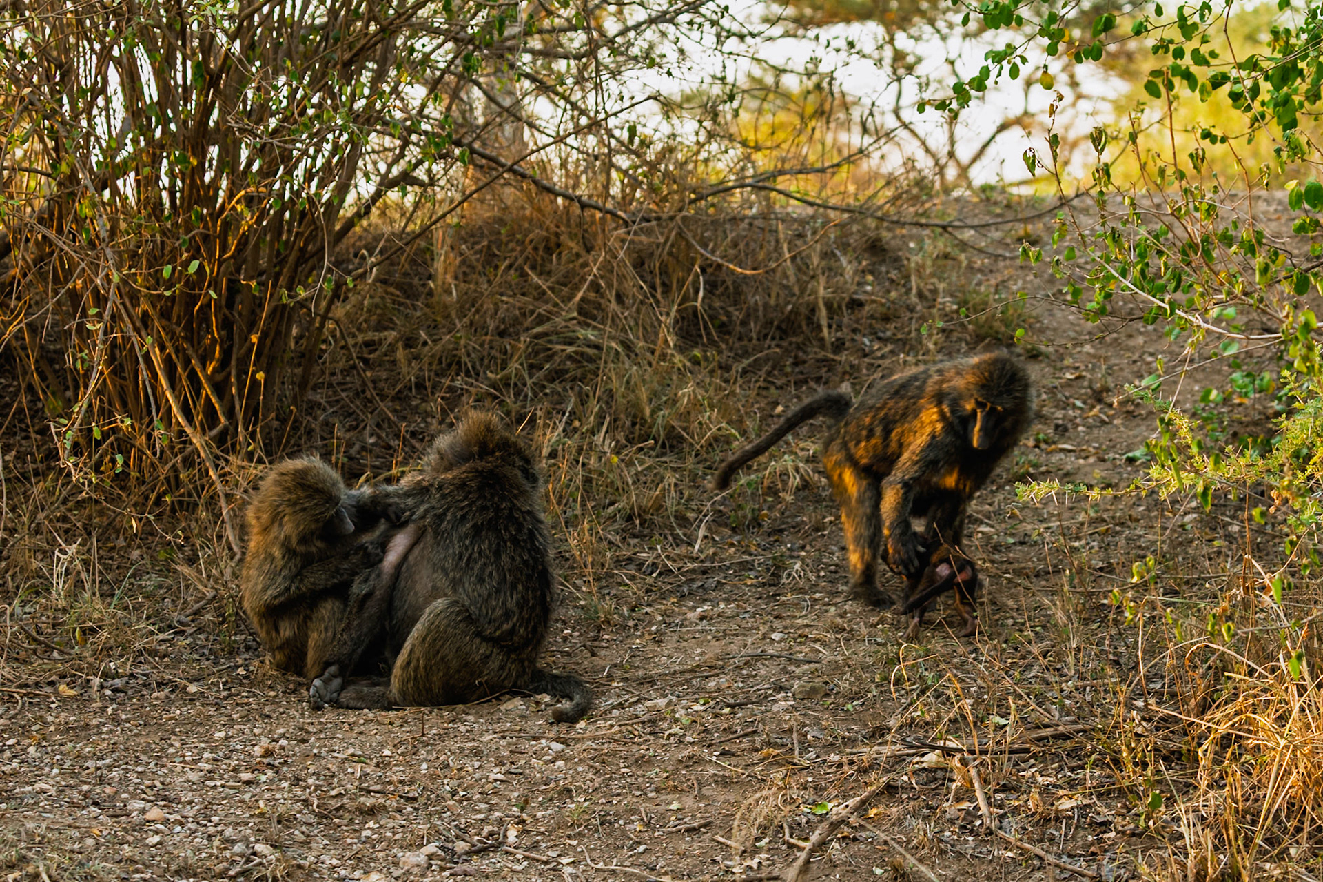 Baboons groom in Tanzania's Serengeti National Park, reinforcing social bonds and removing parasites.