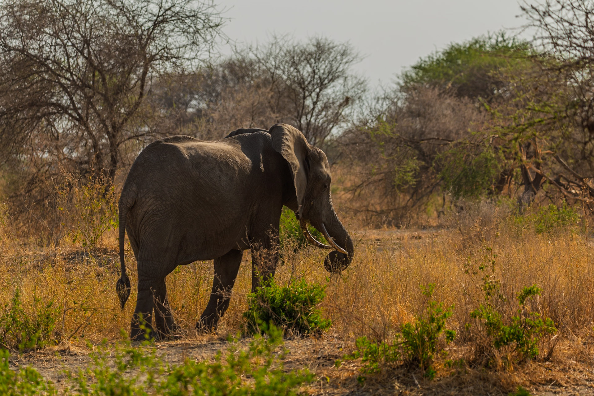 An elephant grazes in Tarangire National Park, Tanzania, foraging for food in the dry, grassy landscape.