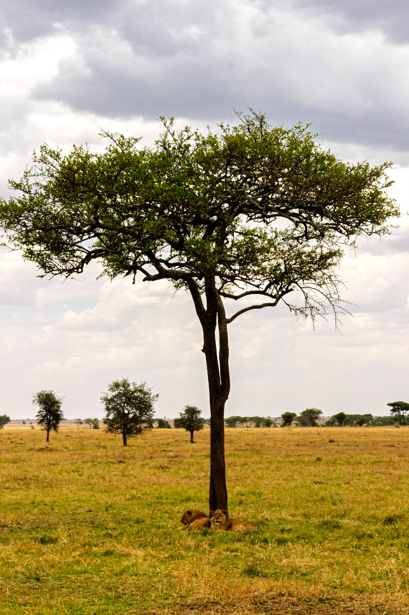 Lions rest under a tree in Tanzania's Serengeti National Park, seeking shade from the sun.