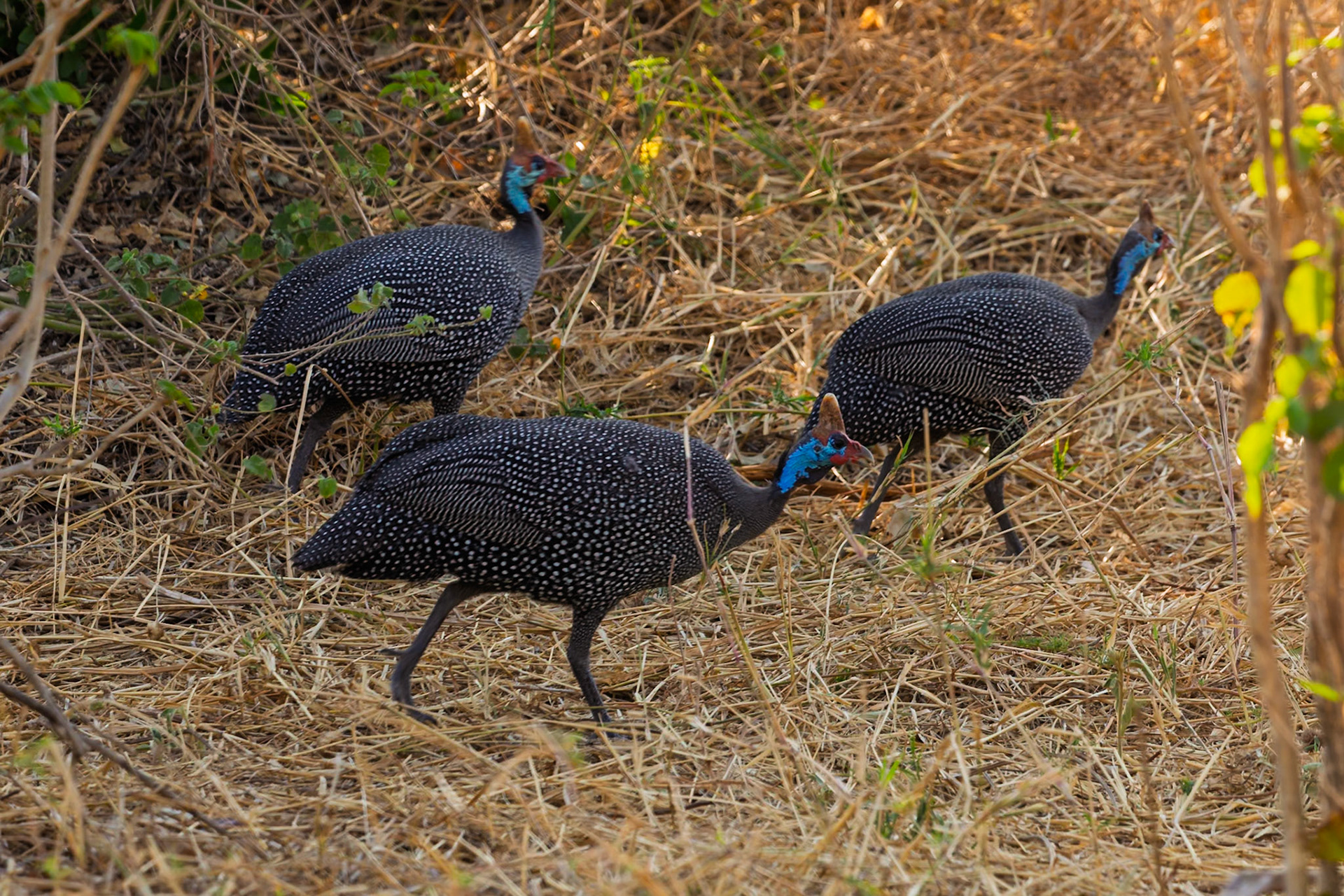 A trio of helmeted guineafowl forage for food in the dry grasses of Tarangire National Park, Tanzania.