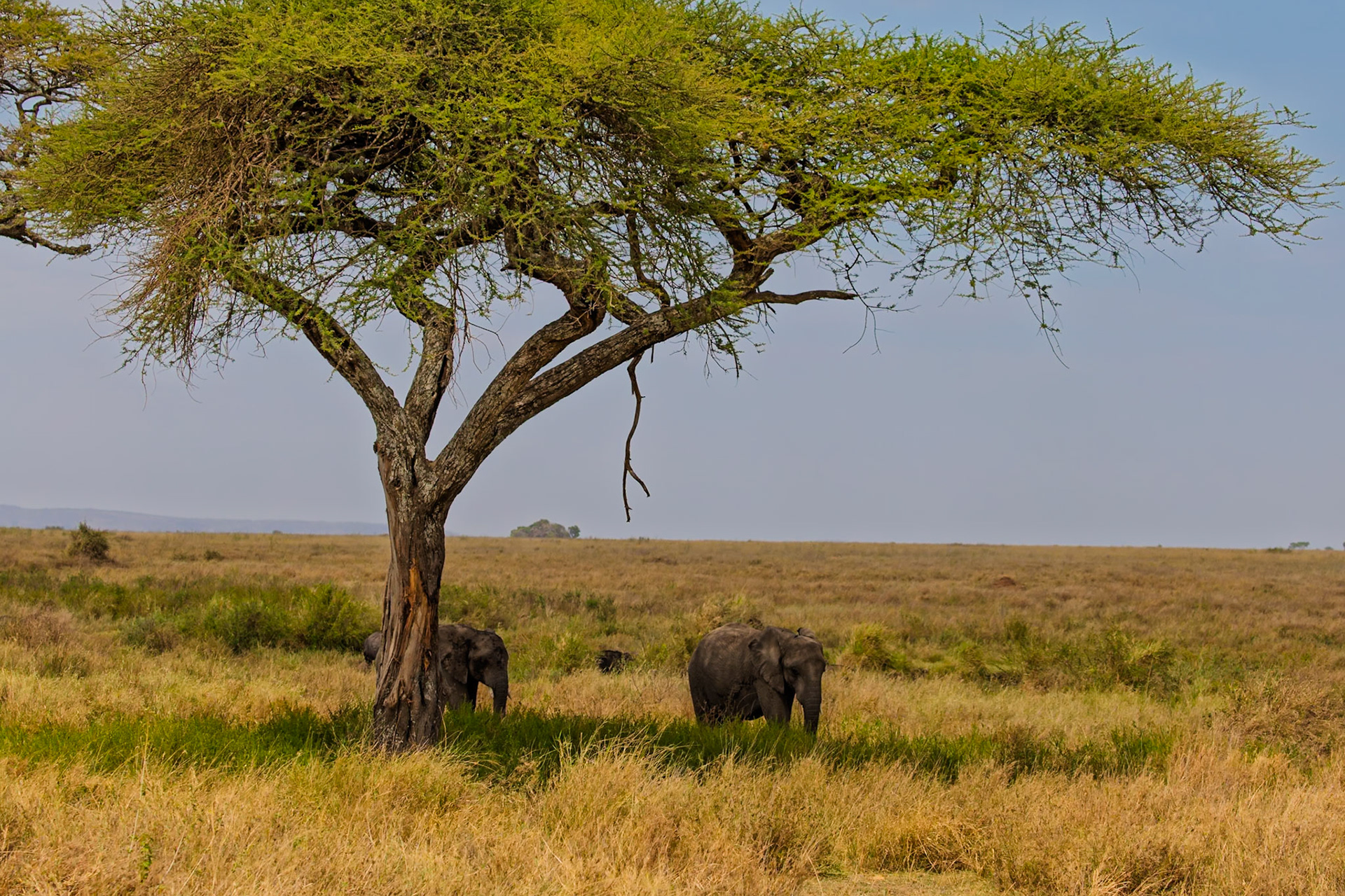 Two elephants seek shade under an acacia tree in Tanzania's Serengeti National Park, escaping the sun's heat.
