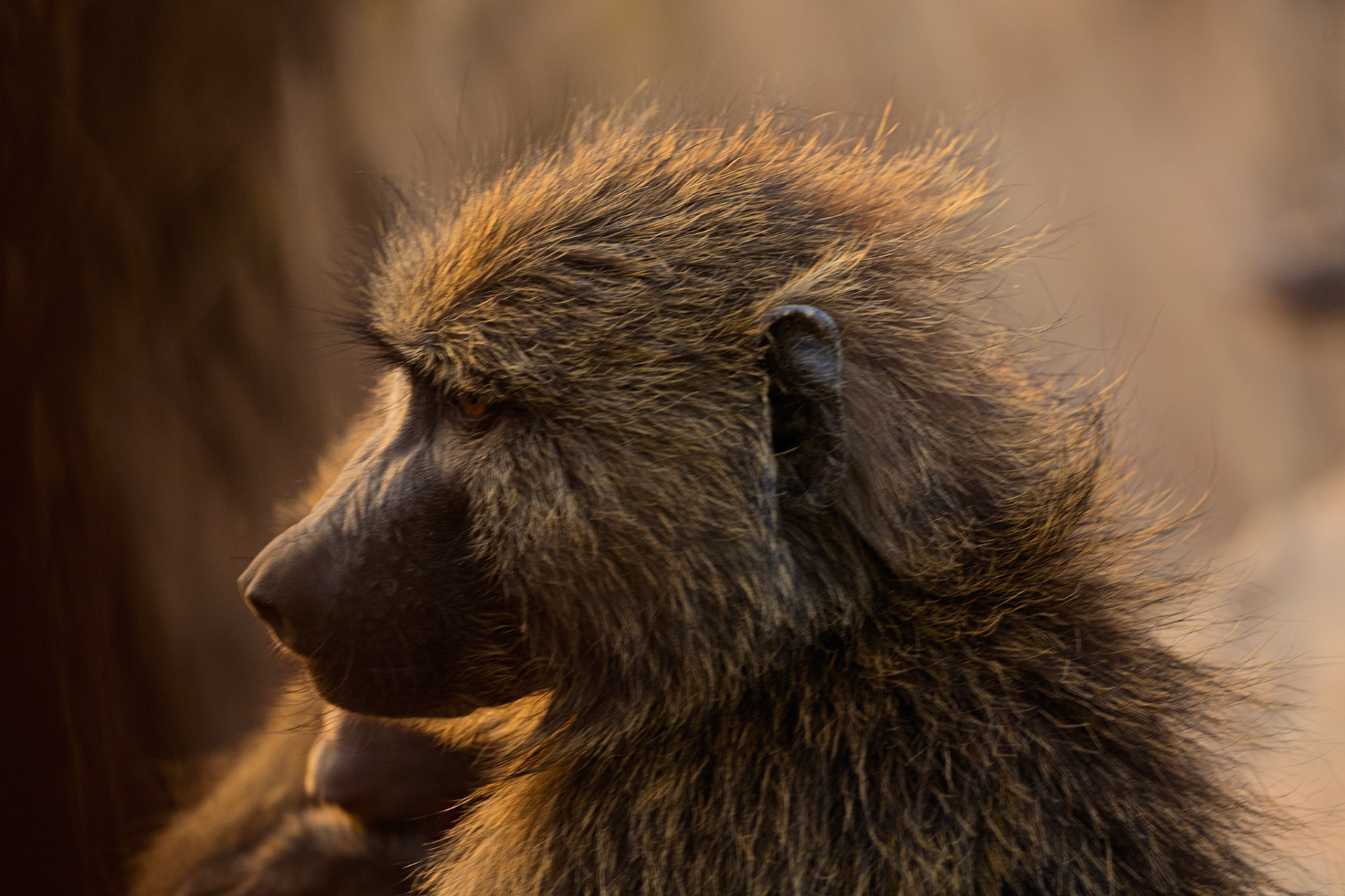 A baboon in Tanzania's Serengeti National Park is seen in profile, its fur catching the light.