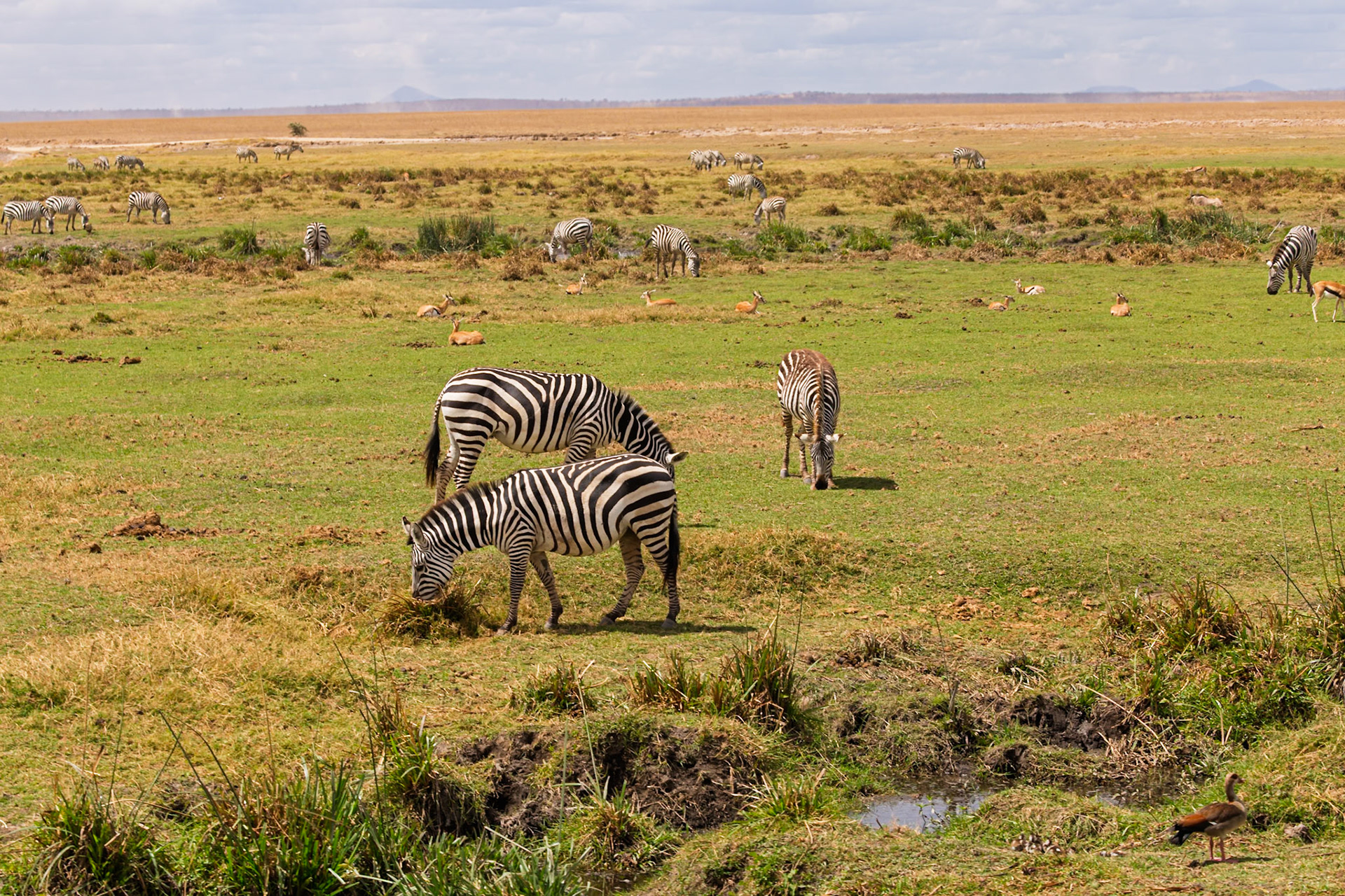 Zebras graze in Amboseli National Park, Kenya. They eat to survive and thrive in their natural habitat.