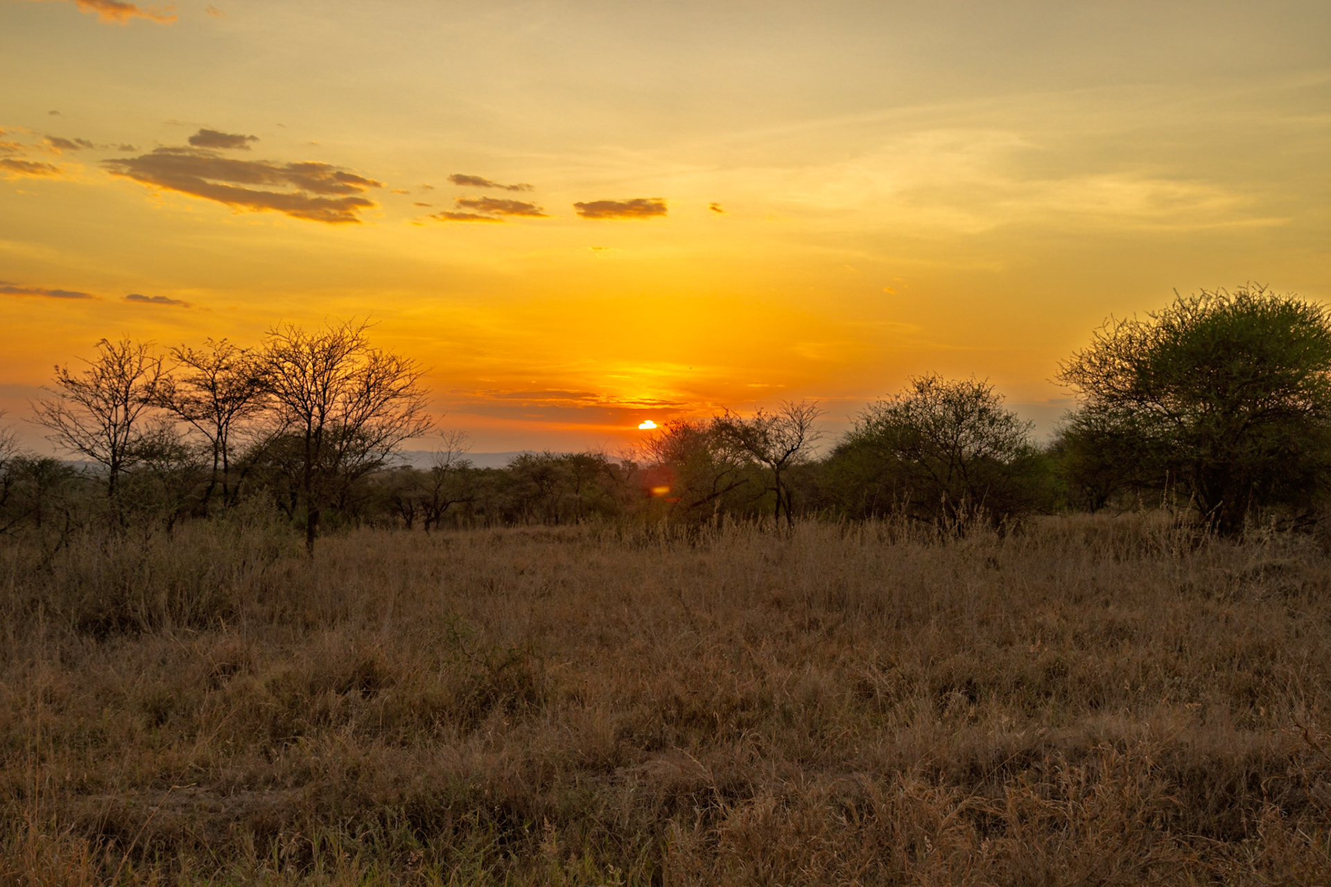 Sunset paints the Serengeti National Park in Tanzania with golden hues, silhouetting trees against the vibrant sky.