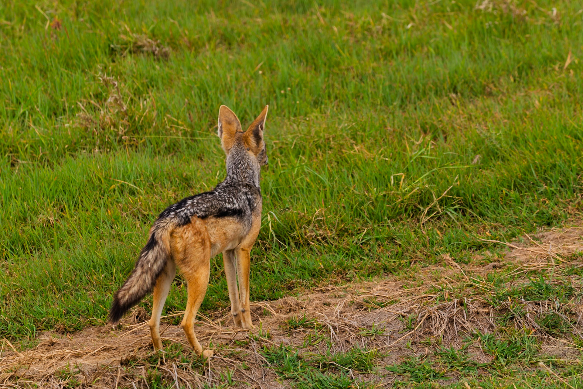 A jackal stands alert in Serengeti National Park, Tanzania, its ears perked, scanning the grassy landscape for potential prey.