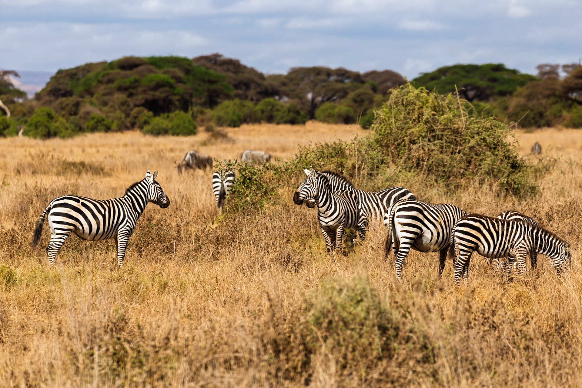 Zebras graze in Amboseli National Park, Kenya. They are eating the dry grass in the park.