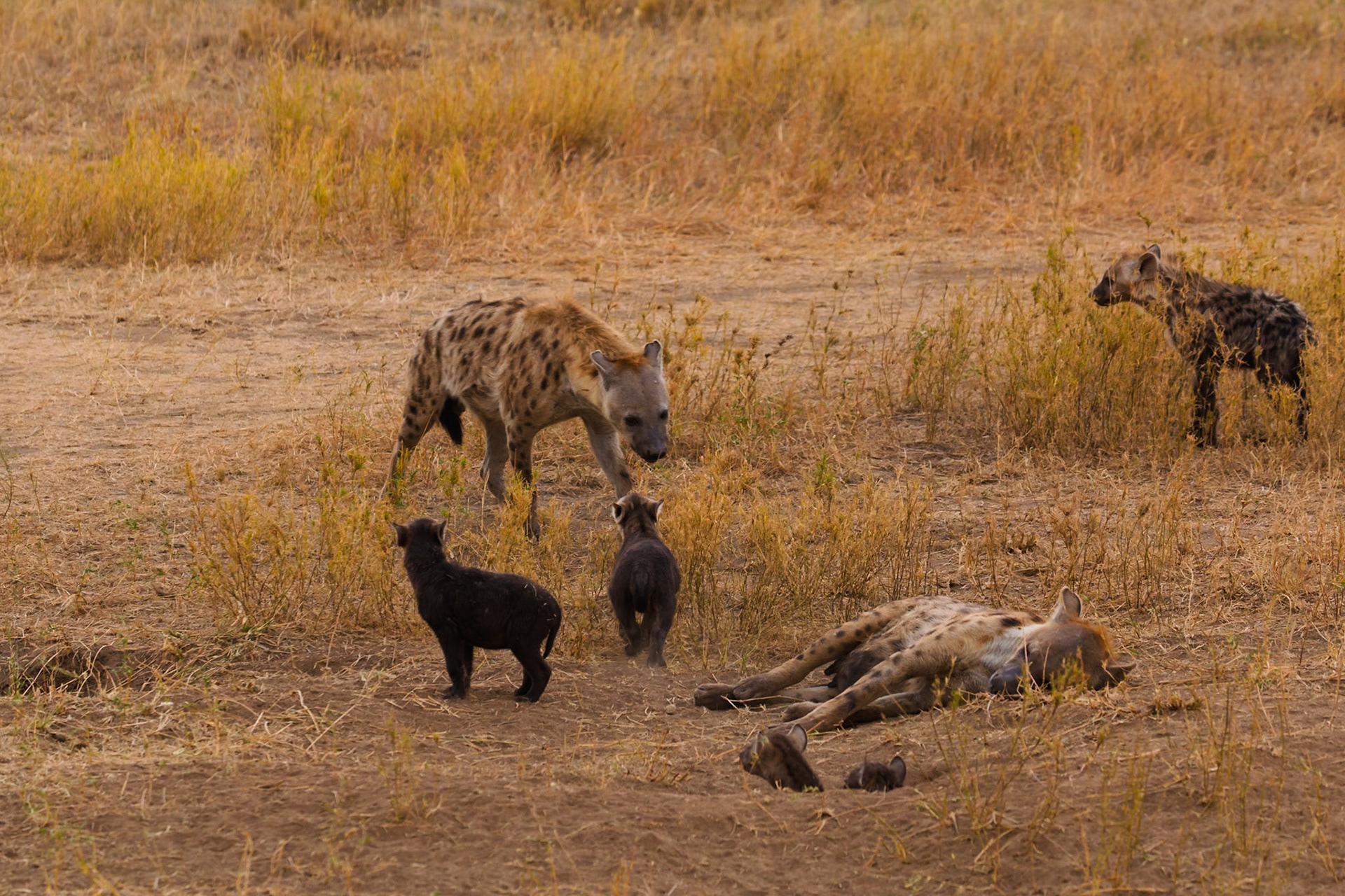 A spotted hyena clan in Tanzania's Serengeti National Park. Cubs gather around a resting adult, while others stand guard.