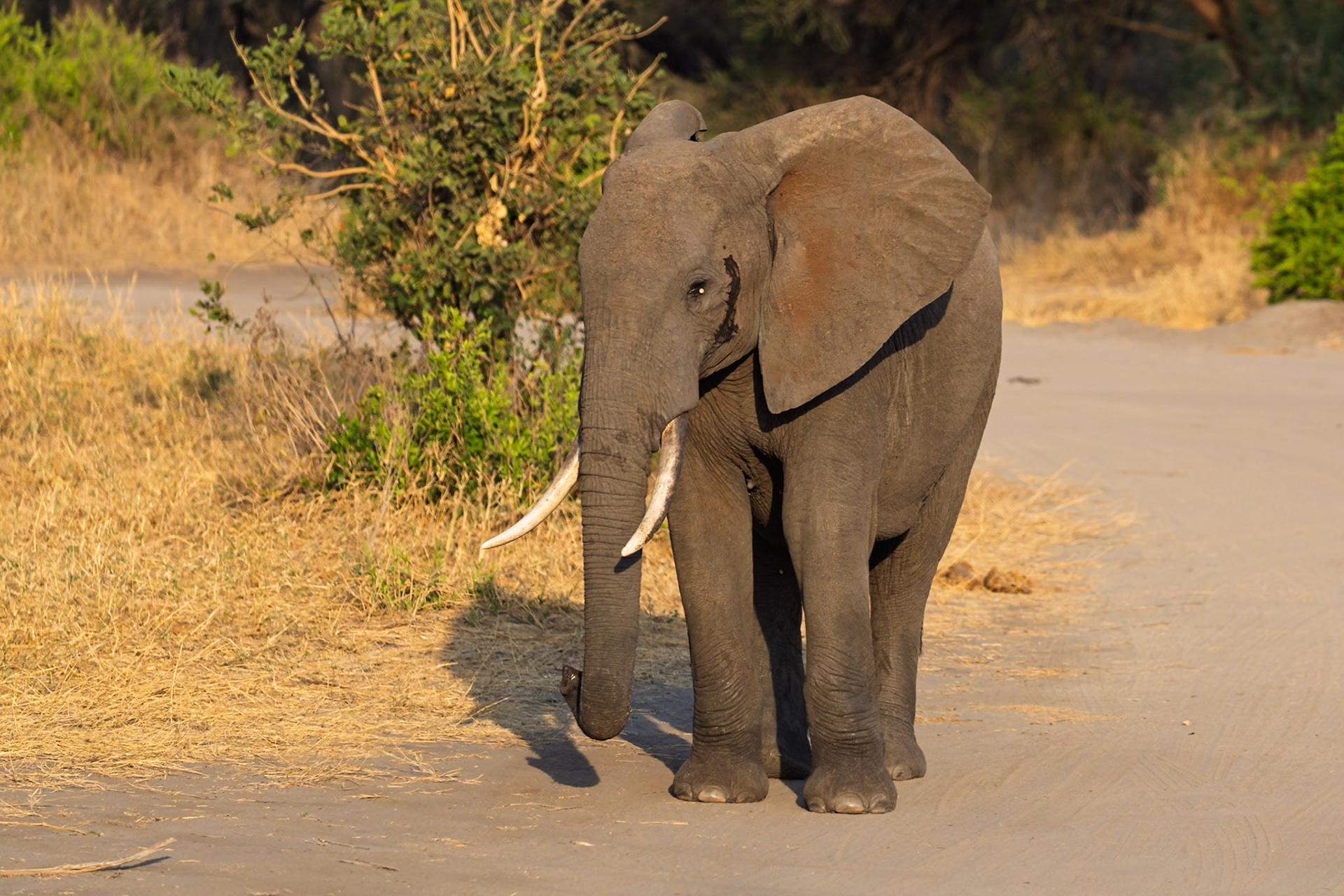 An African elephant walks along a dirt road in Tarangire National Park, Tanzania, likely searching for food or water.