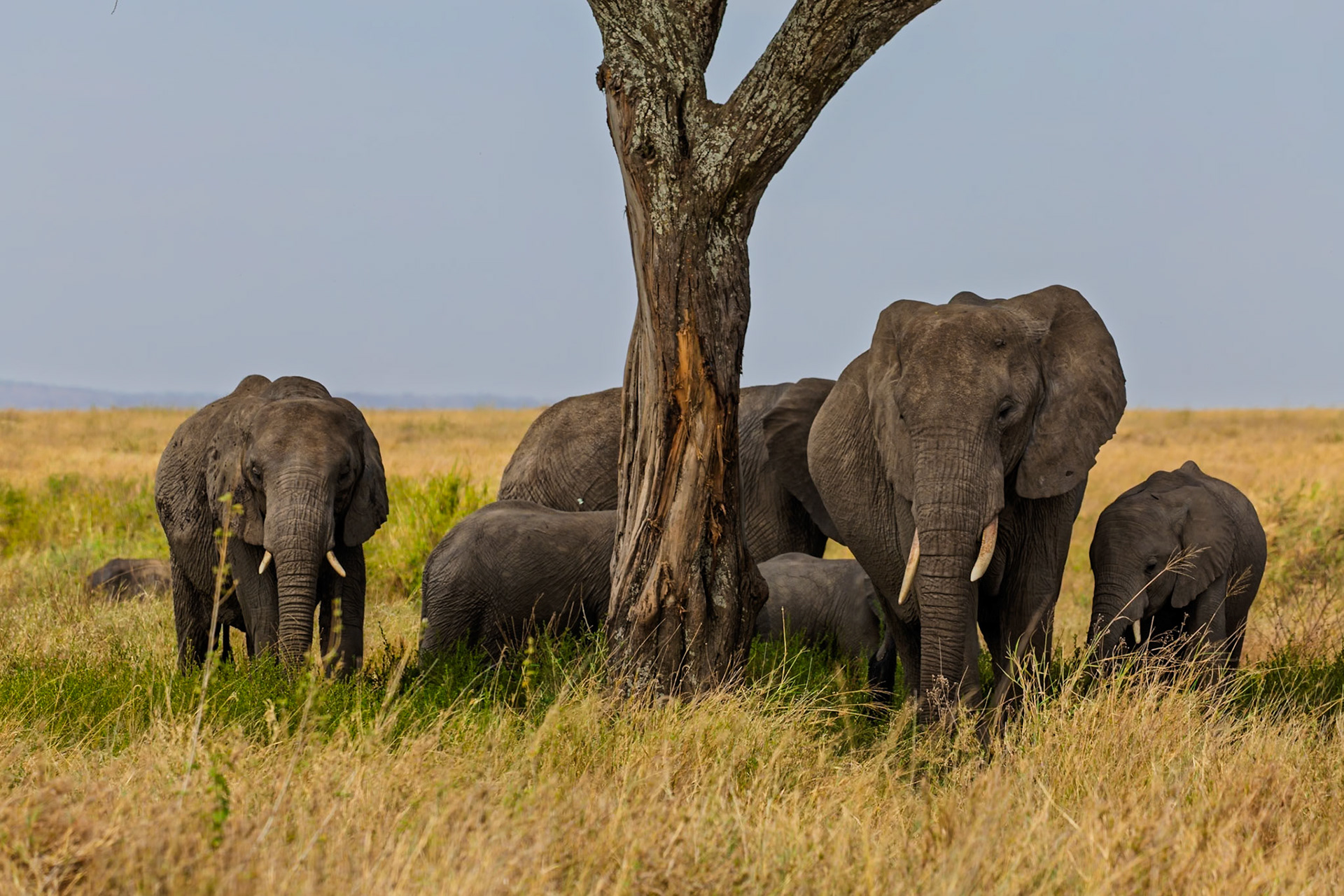A herd of elephants seeks shade under a tree in Tanzania's Serengeti National Park, escaping the sun's heat.