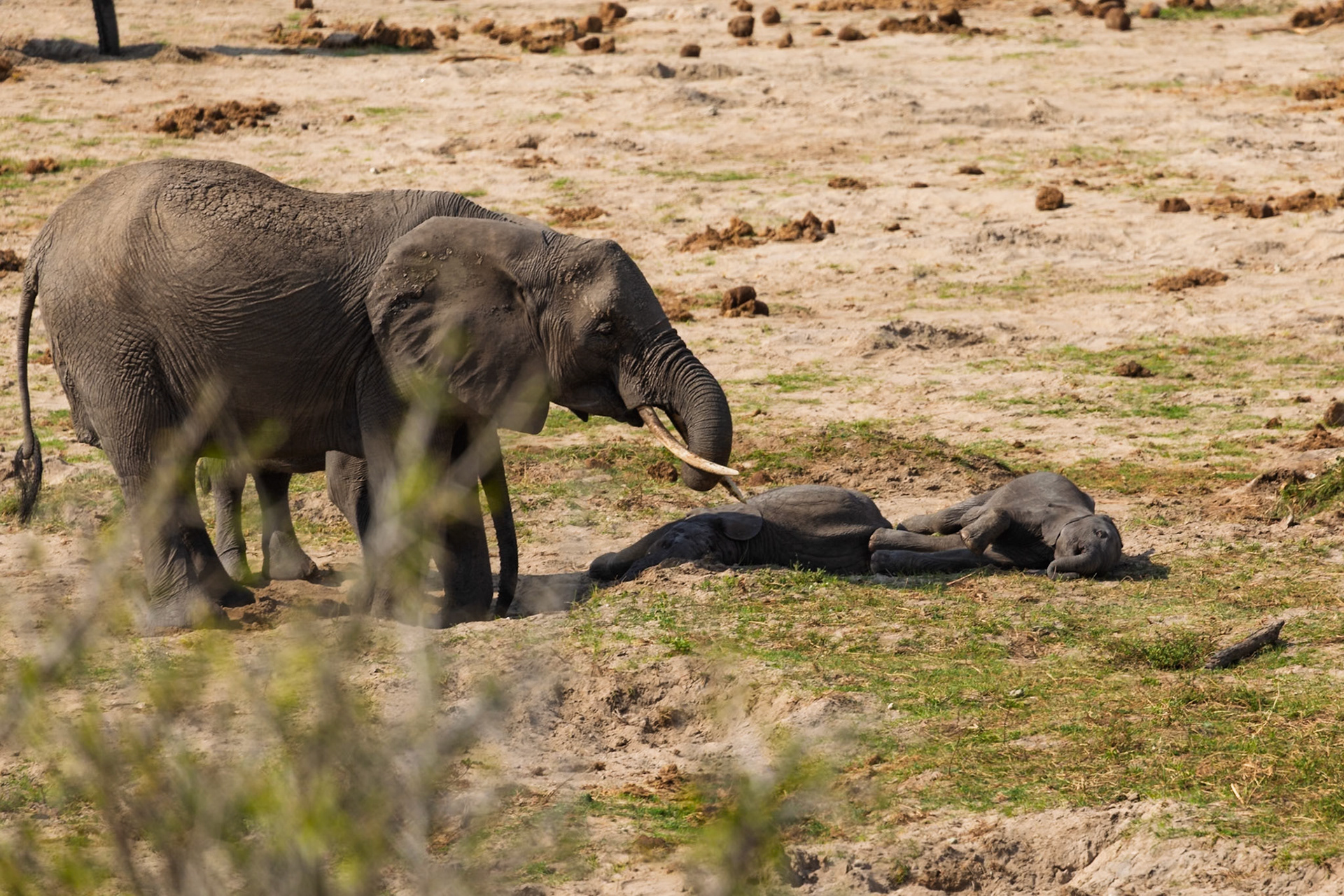 An adult elephant gently nudges a baby elephant resting on the ground in Tarangire National Park, Tanzania, ensuring its safety.