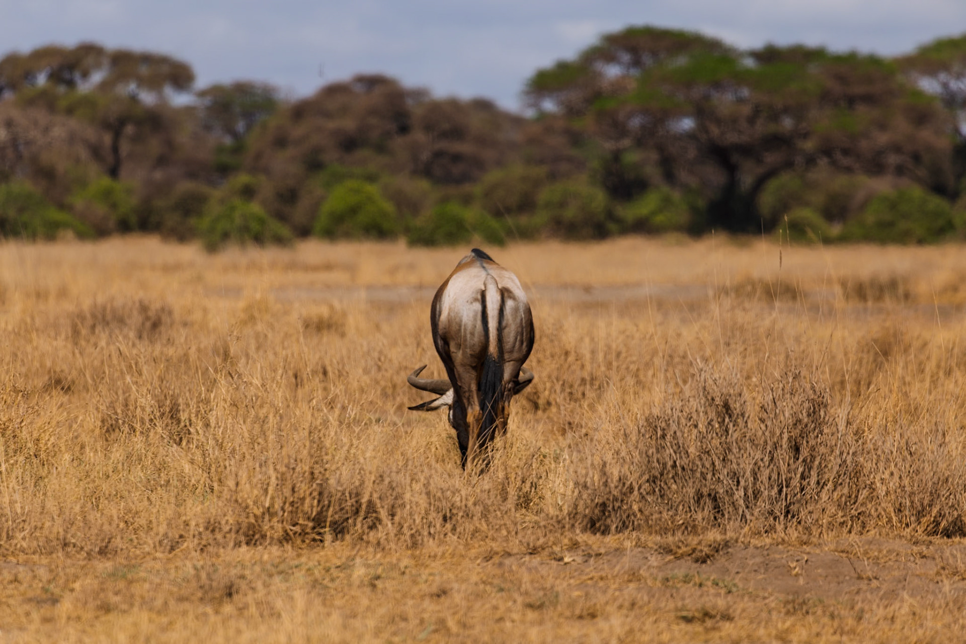 A wildebeest grazes in Amboseli National Park, Kenya. It's eating grass in the tall, dry field.