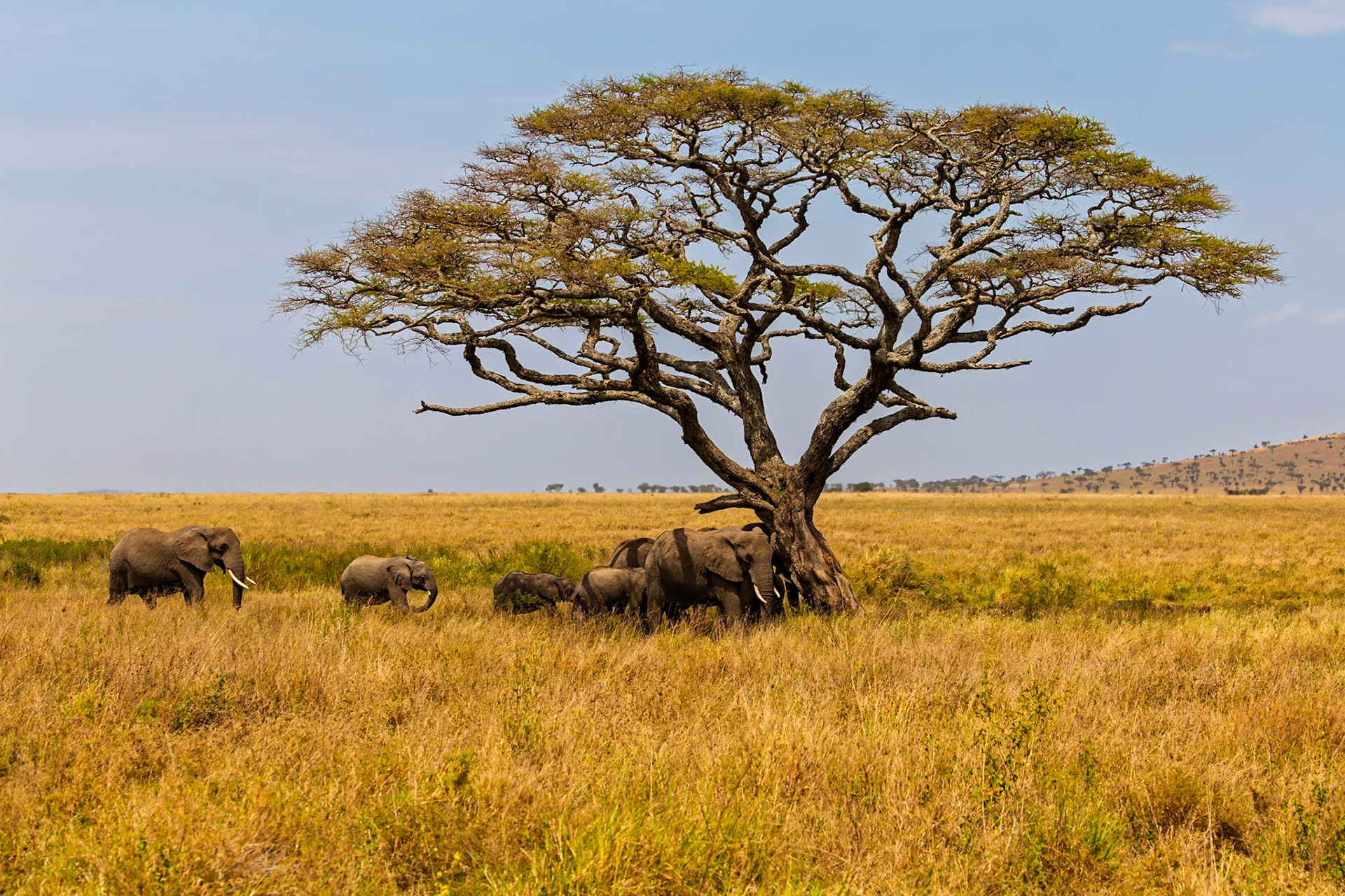 A family of elephants seeks shade under a tree in Serengeti National Park, Tanzania, escaping the heat of the day.