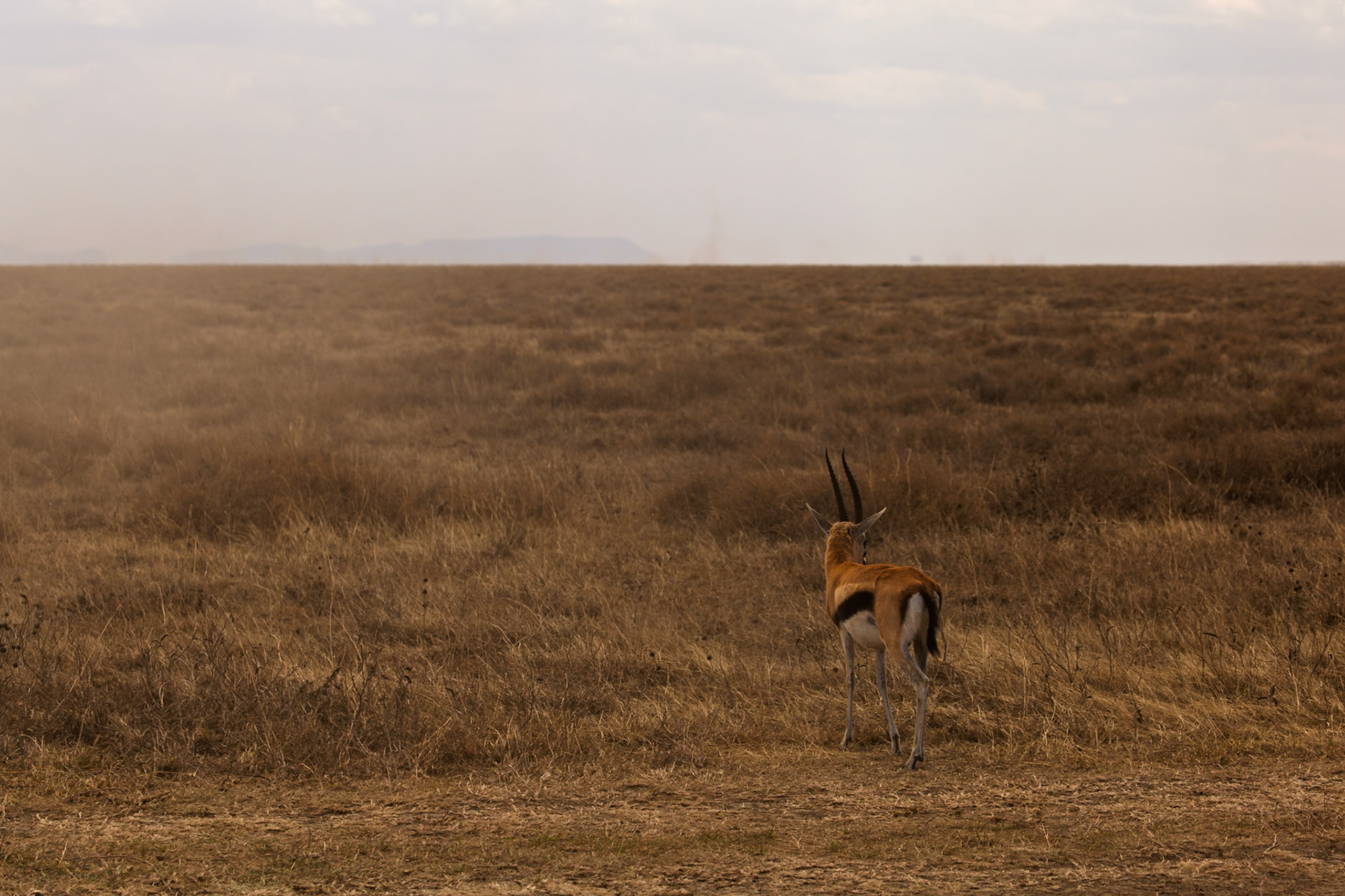 A lone gazelle stands in the Serengeti National Park, Tanzania, surveying the dry, grassy landscape.